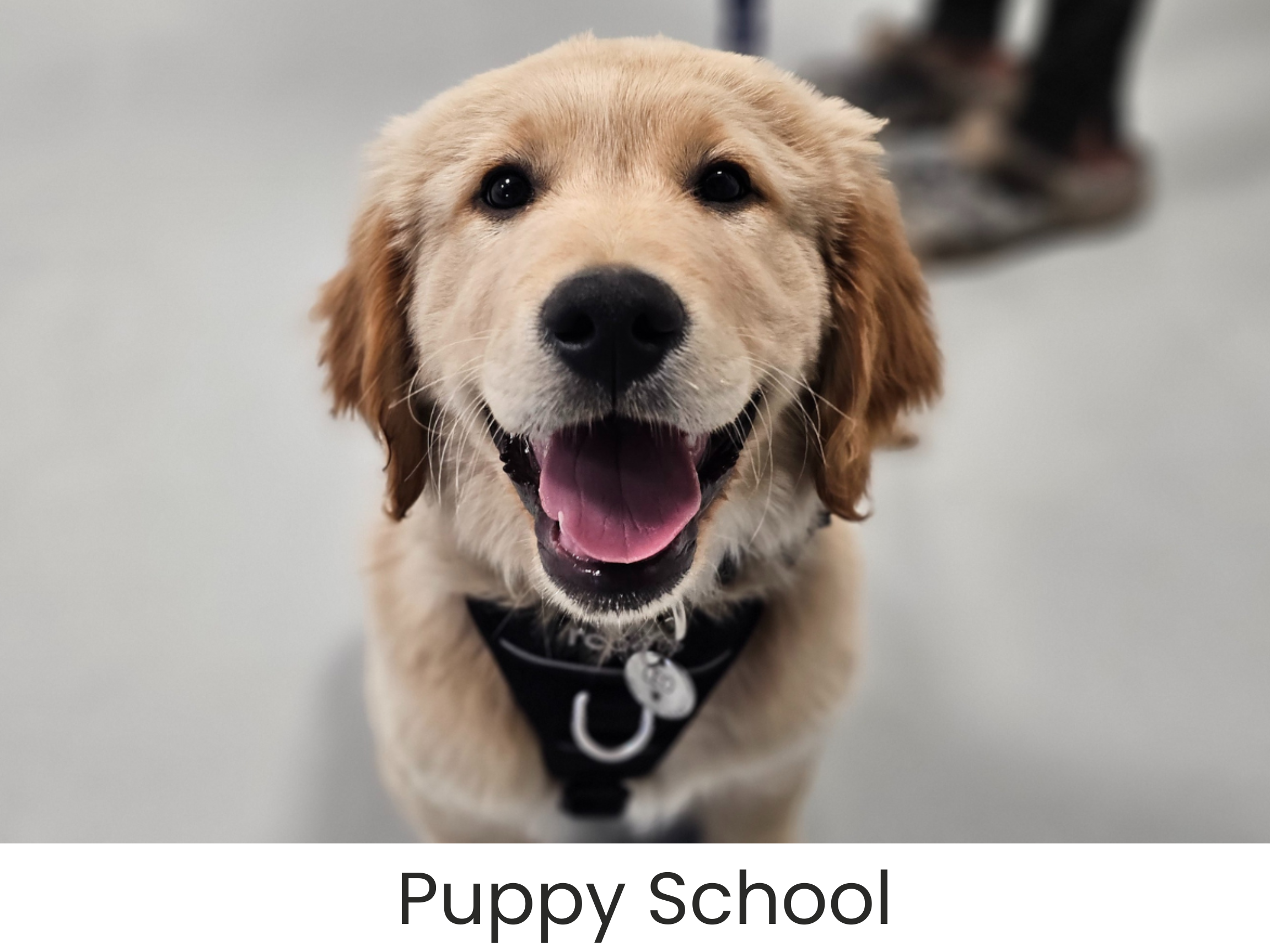 Airdrie-Puppy-Pals-Dog-Daycare-Airdrie.png