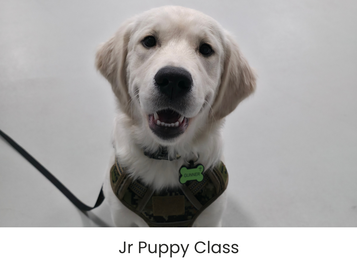 jr-puppy-dog-training-airdrie-alberta