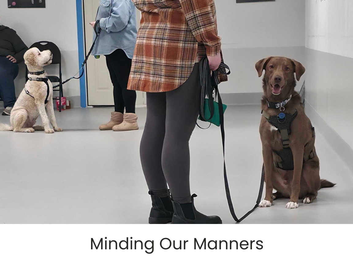 dog-obeience-class-airdrie-alberta