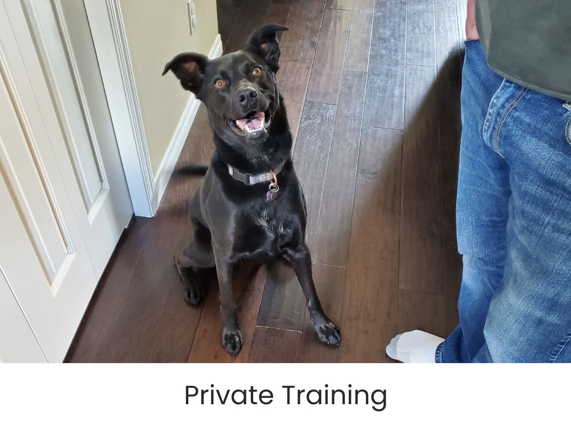 private-dog-trainig-airdrie-alberta