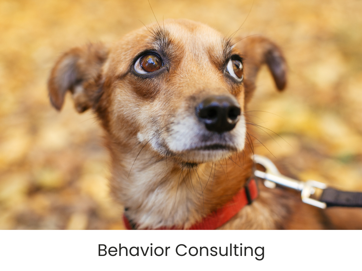 dog-behaviorist-airdrie-alberta