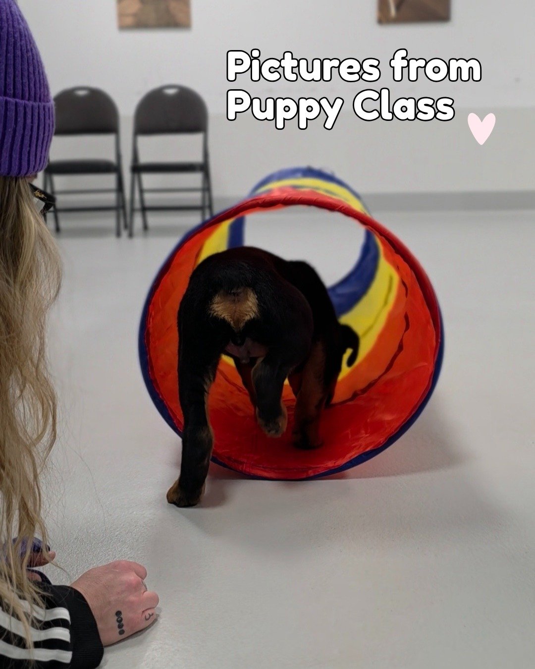 A few of our adorable growing Puppy Pals (8 to 16 weeks) in Puppy Class. There are all growing so fast! ❤️
#puppyclass #dogtraining #airdrie