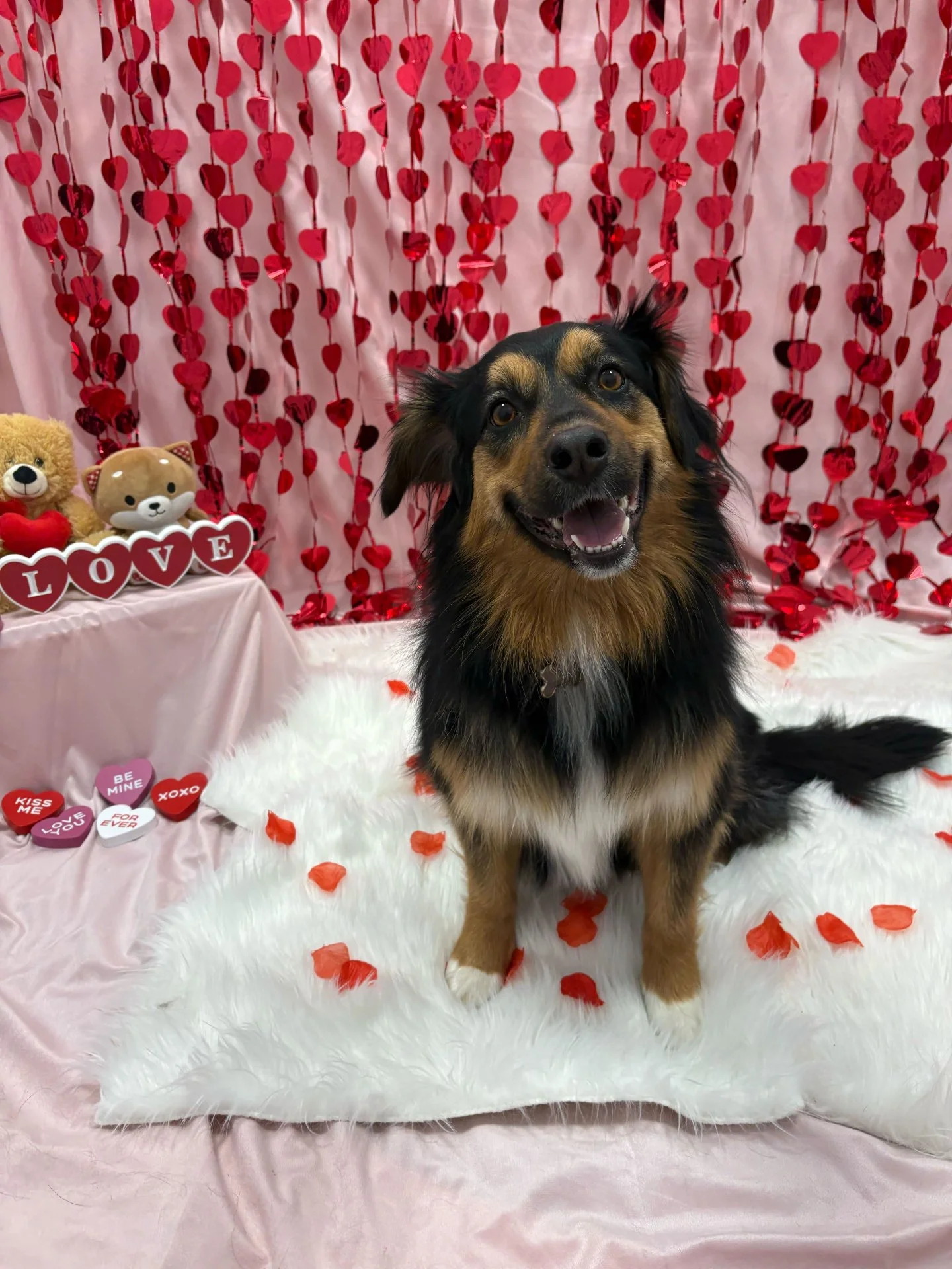 Will you be our Valentine? 🐾❤️ Valentine's Day pictures and crafts available until February 14th at APP's #DogDaycare :D