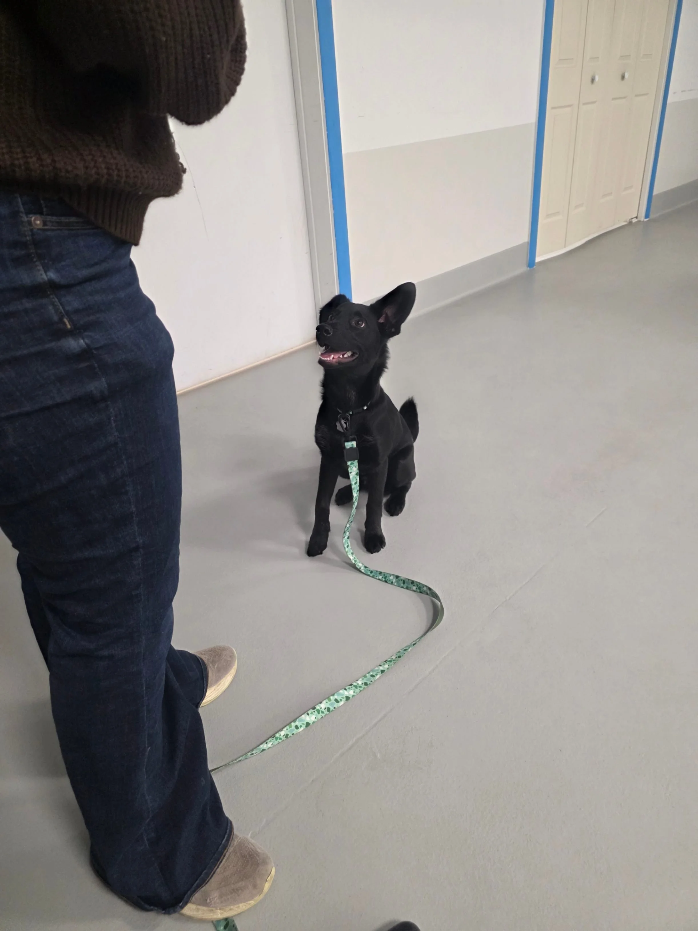 Certified and Balanced Dog Training: What Dog Owners Should Know