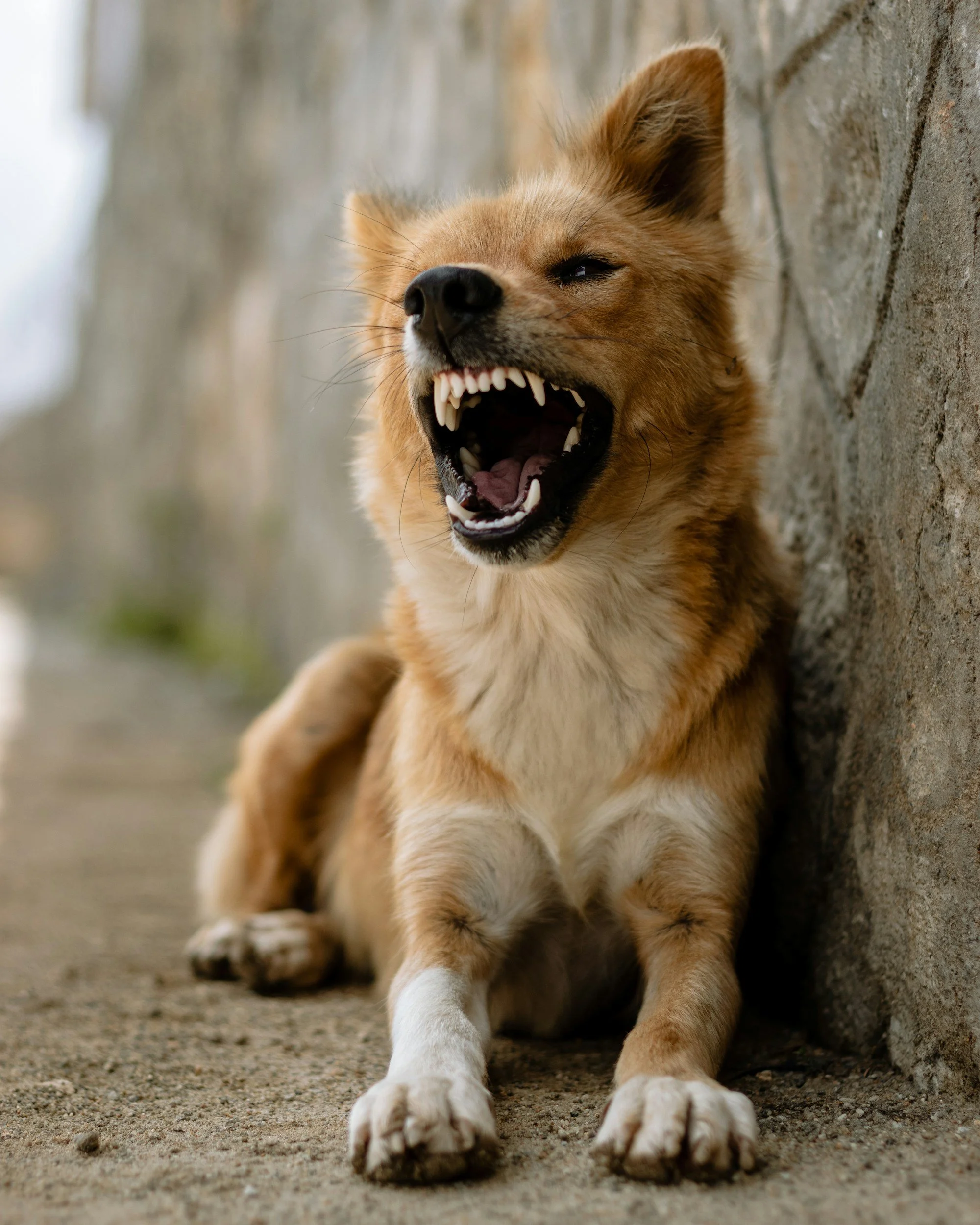 A dog with brown fur sitting on the ground against a stone wall, mid-yawn showing its teeth and tongue.