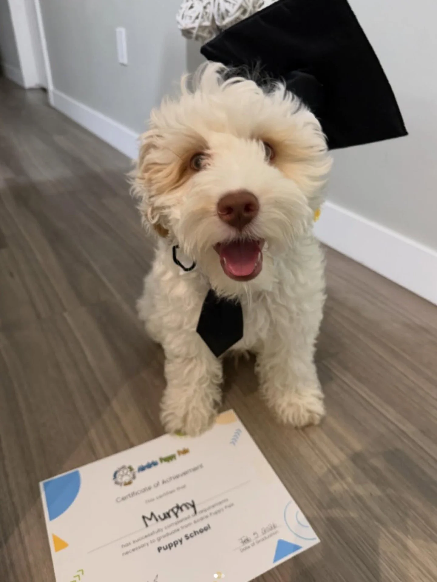 🥳 A few photos from our training class graduations this week! Congratulations to all our graduates. We&rsquo;re so proud of all of you. Continue training with kindness, and there&rsquo;s nothing you and your Puppy Pal can&rsquo;t do. #PuppyClass #Gr