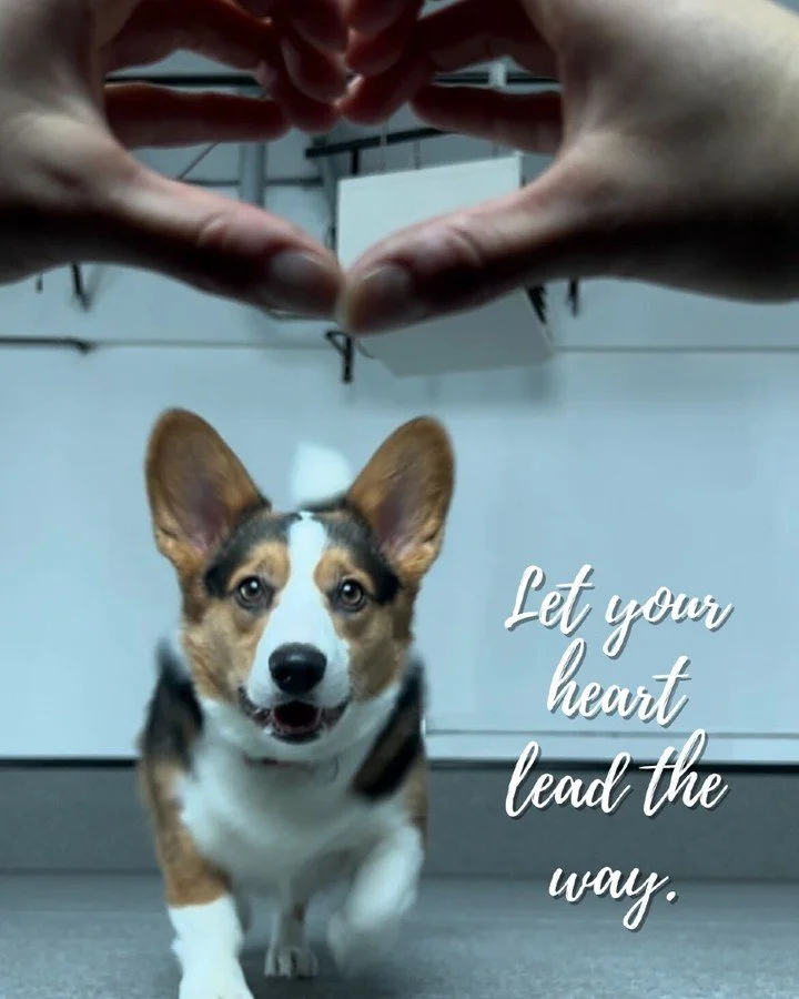 Follow your heart, one happy step at a time. #dogtrainng #dogdaycare