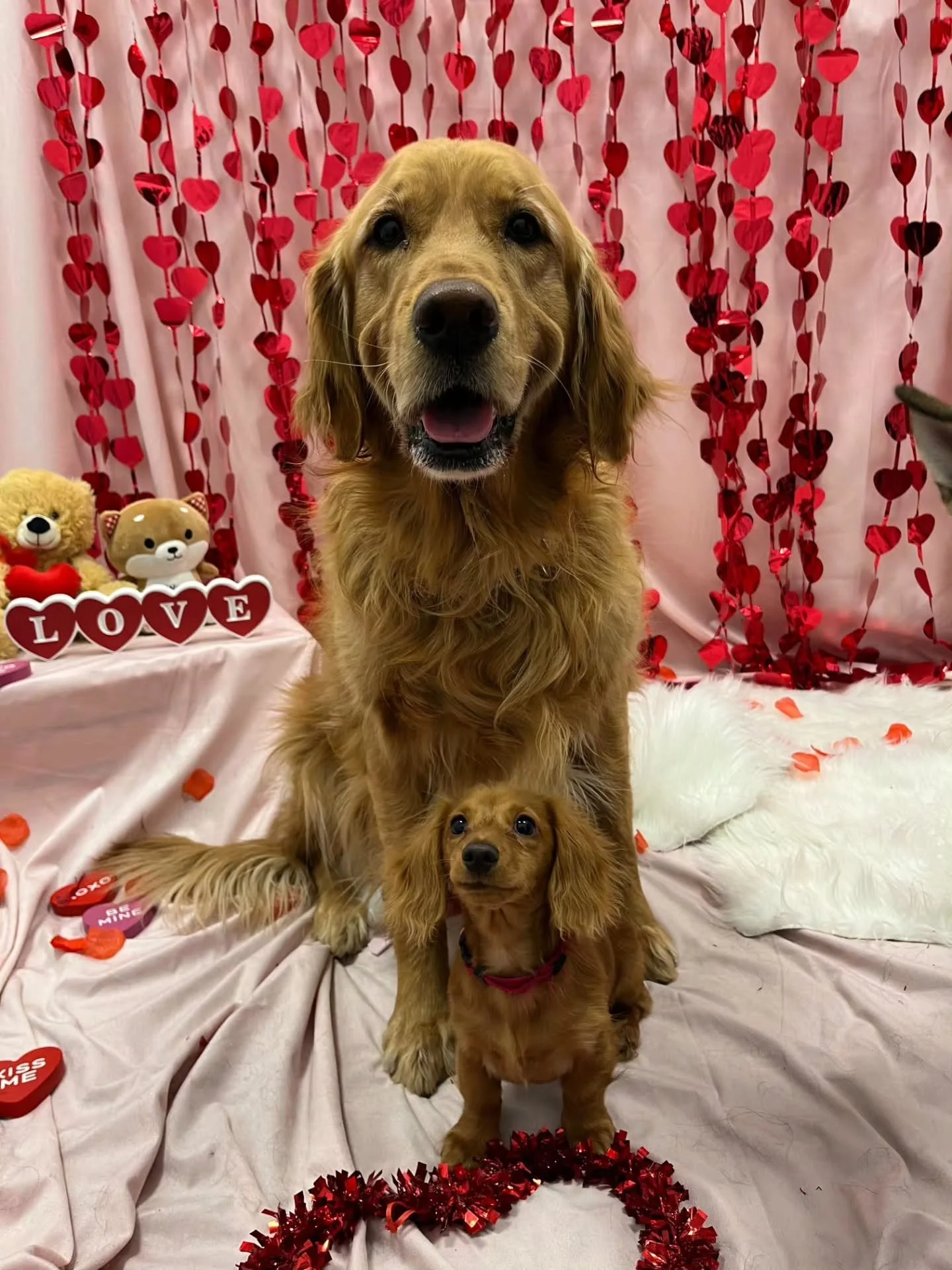 Loves in the air at Airdrie Puppy Pals! 
Happy Valentine's Day 💌 

#DogTraining #DogDaycare #airdrie #alberta