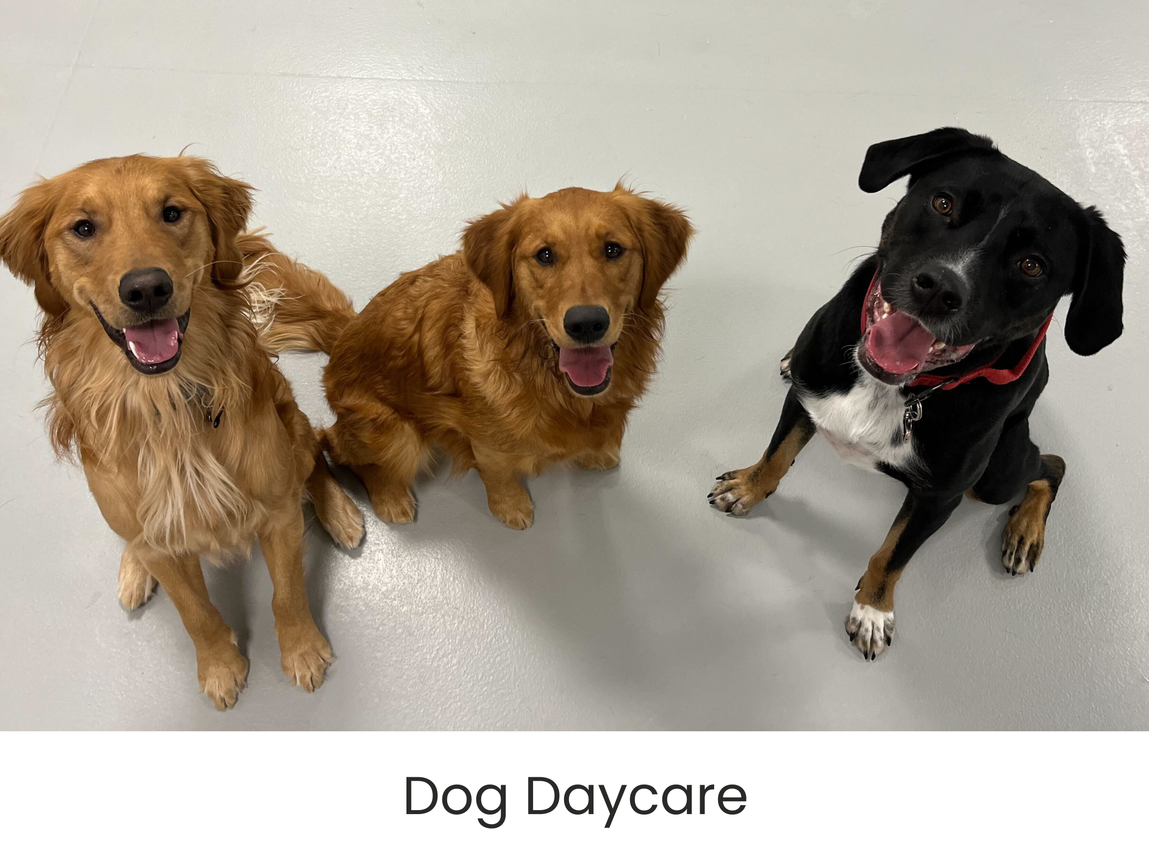 dog daycare in airdrie alberta