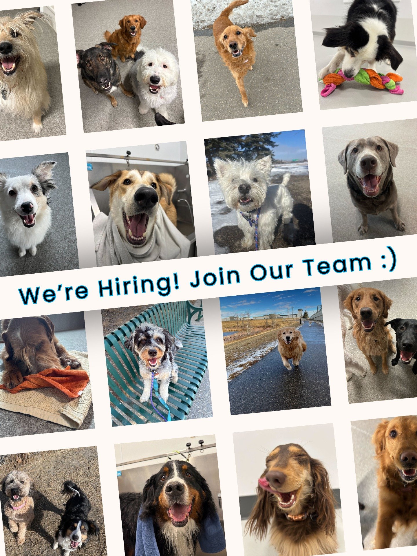 ✨ We&rsquo;re hiring! ✨

Our Puppy Pals team is growing and we&rsquo;re looking for Part Time Dog Care Specialists to join our playroom.

If you enjoy an active environment filled with playtime, cleaning, and lots of time with wonderful Puppy Pals, w