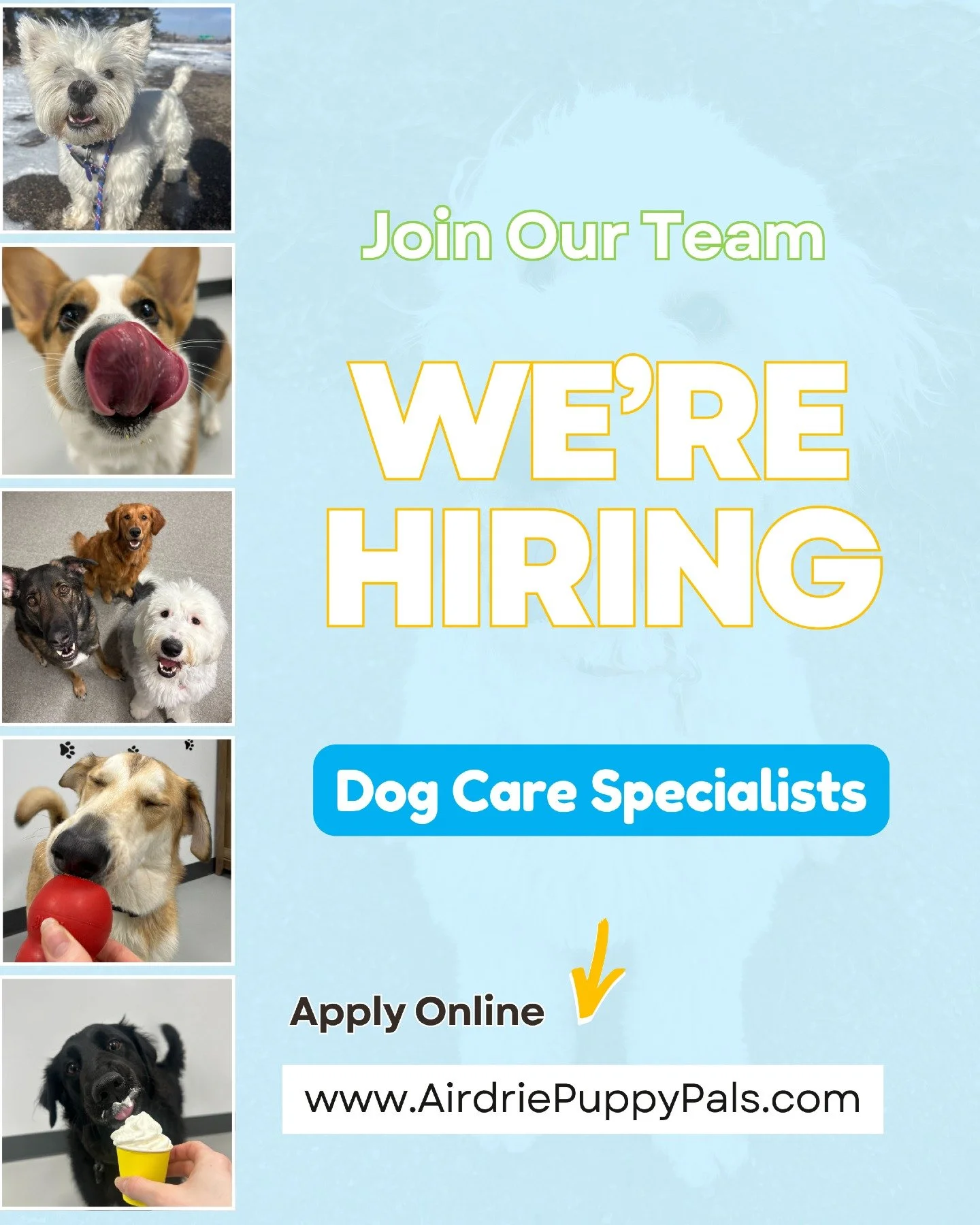 📣 We&rsquo;re hiring! 🐾

Join the APP family as a Dog Care Specialist! If you love dogs, don&rsquo;t mind getting a little messy, and can handle the zoomies 😄 &mdash; we want you!

You&rsquo;ll be:
🐕 Supervising play groups
📸 Taking photos &amp;
