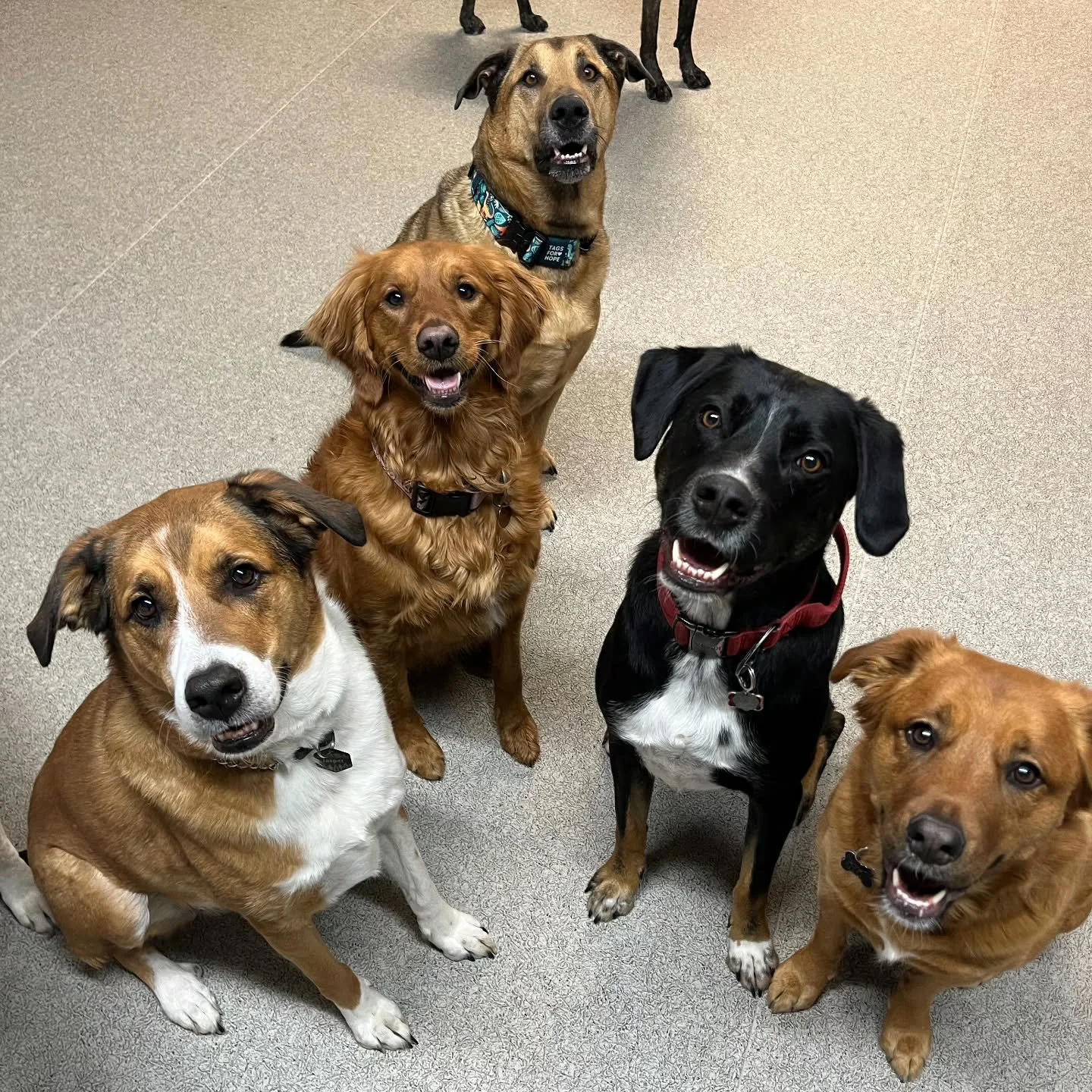 Furever grateful for wet noses, wagging tails, and unconditional love 🐾🩷