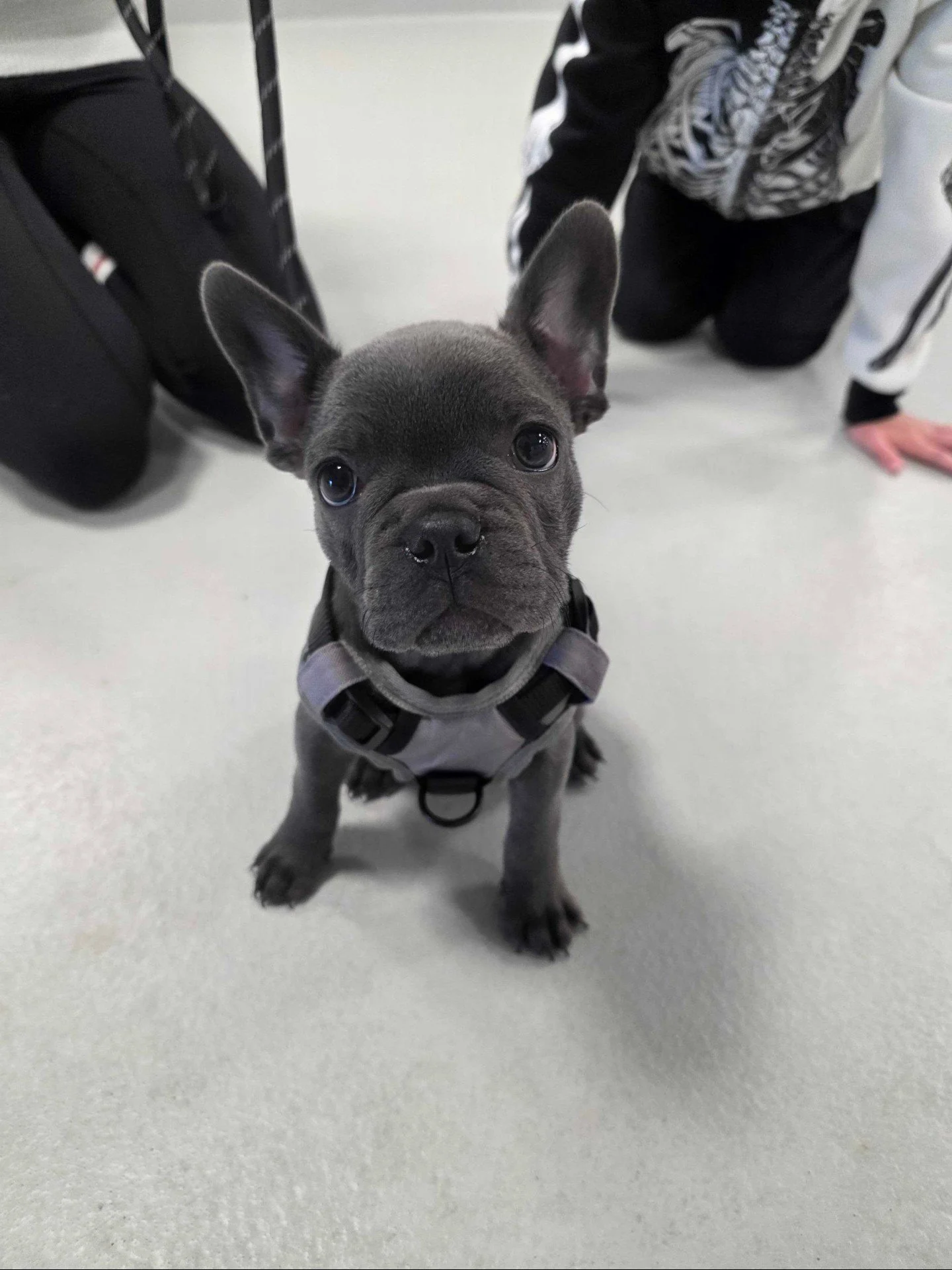 Every dog learns differently, and we love making training fun for everyone. From brand‑new puppies to teens to adult dogs, we offer puppy classes, jr puppy, manners for all ages, and private training so your Puppy Pal can learn, play, and grow with y