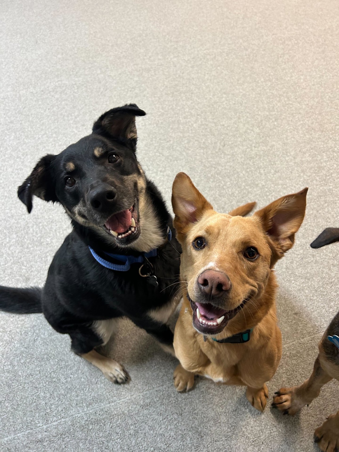 Learning, growing, and playing &mdash; everything&rsquo;s better with friends 🐾

#dogdaycare #dogtraining 
www.AirdriePuppyPals.com