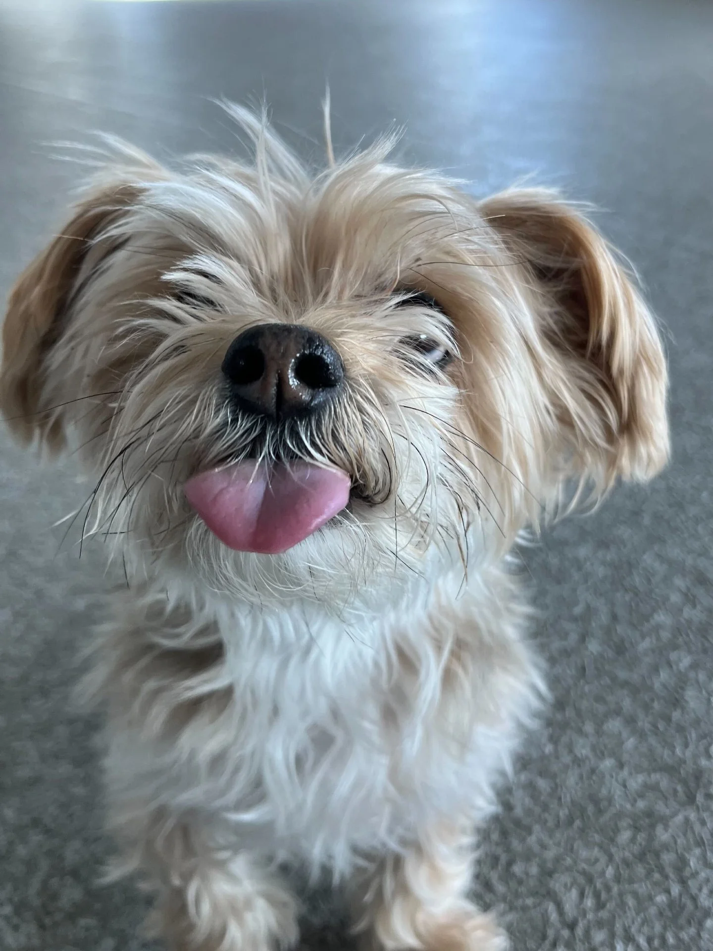 Tongue out Tuesday! 
Snacks, smiles, and just the right amount of silliness to keep things interesting.

#DogDaycare #DogTraining #APPFamily 
https://www.airdriepuppypals.com