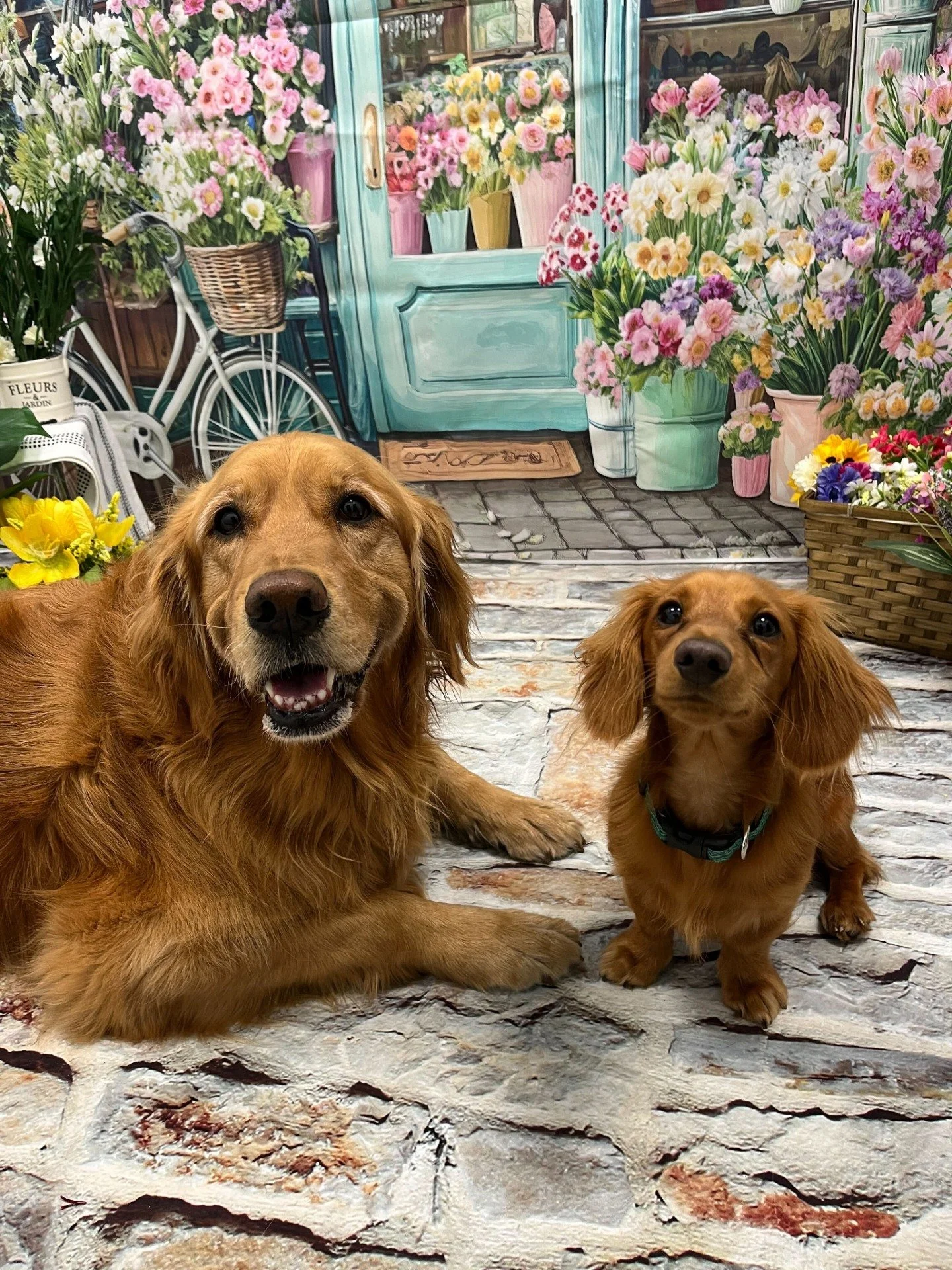 Mother's Day crafts and pictures are available now until Mother's Day (May 10th) for our Daycare Puppy Pals! 

Any questions? Ask any of our APP Aunties and Uncles at Daycare drop off or pick-up :)

#DogDaycare #DogTraining #APPFamily 
https://www.ai