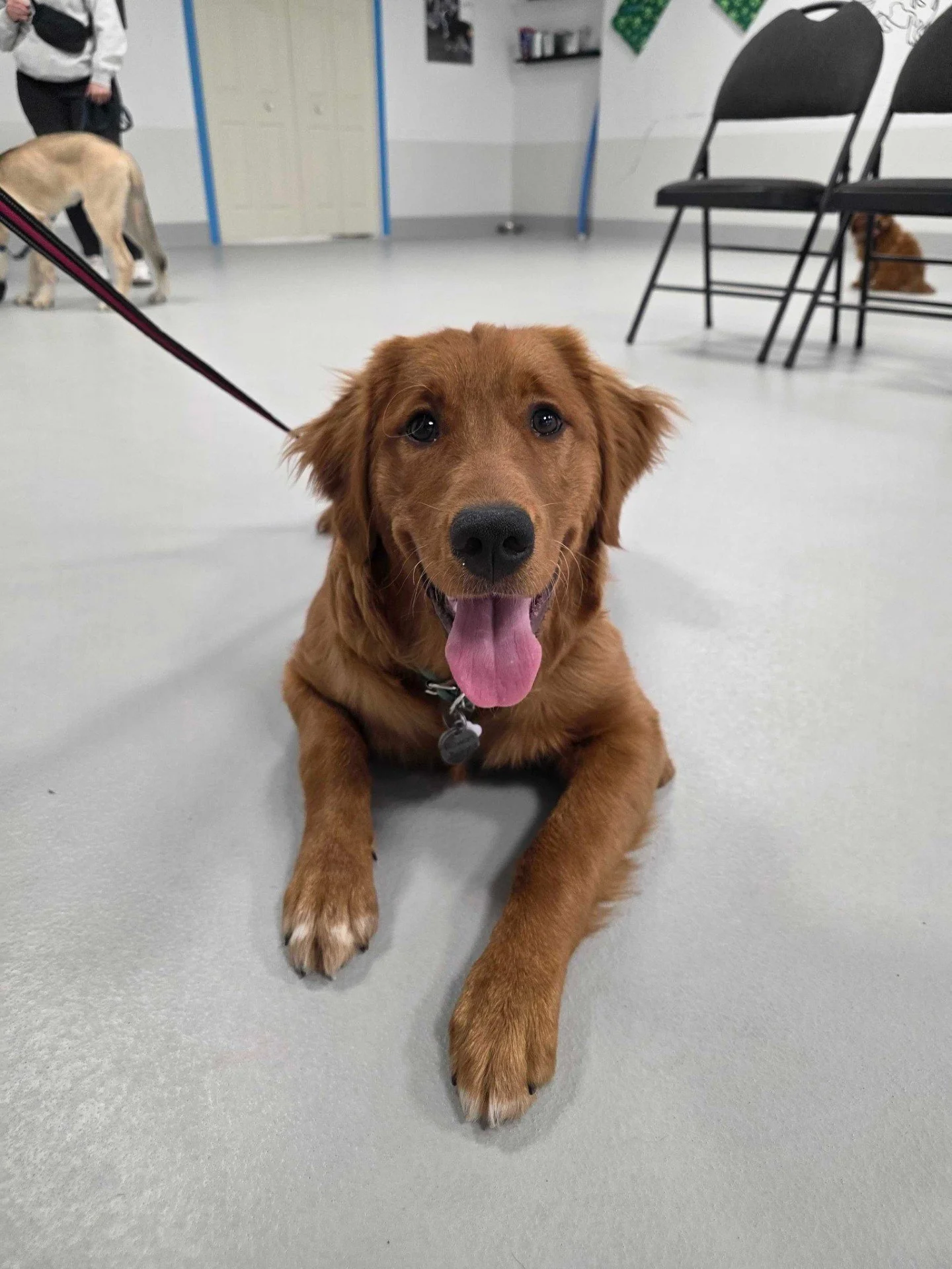 Calling all junior puppies! Jr Puppy class is our learn and play class for social dogs 4-9 month of age. Different than our Minding our Manners course, Jr Puppy Class includes on-leash and off-leash learning and playtime. 

For more information on ev