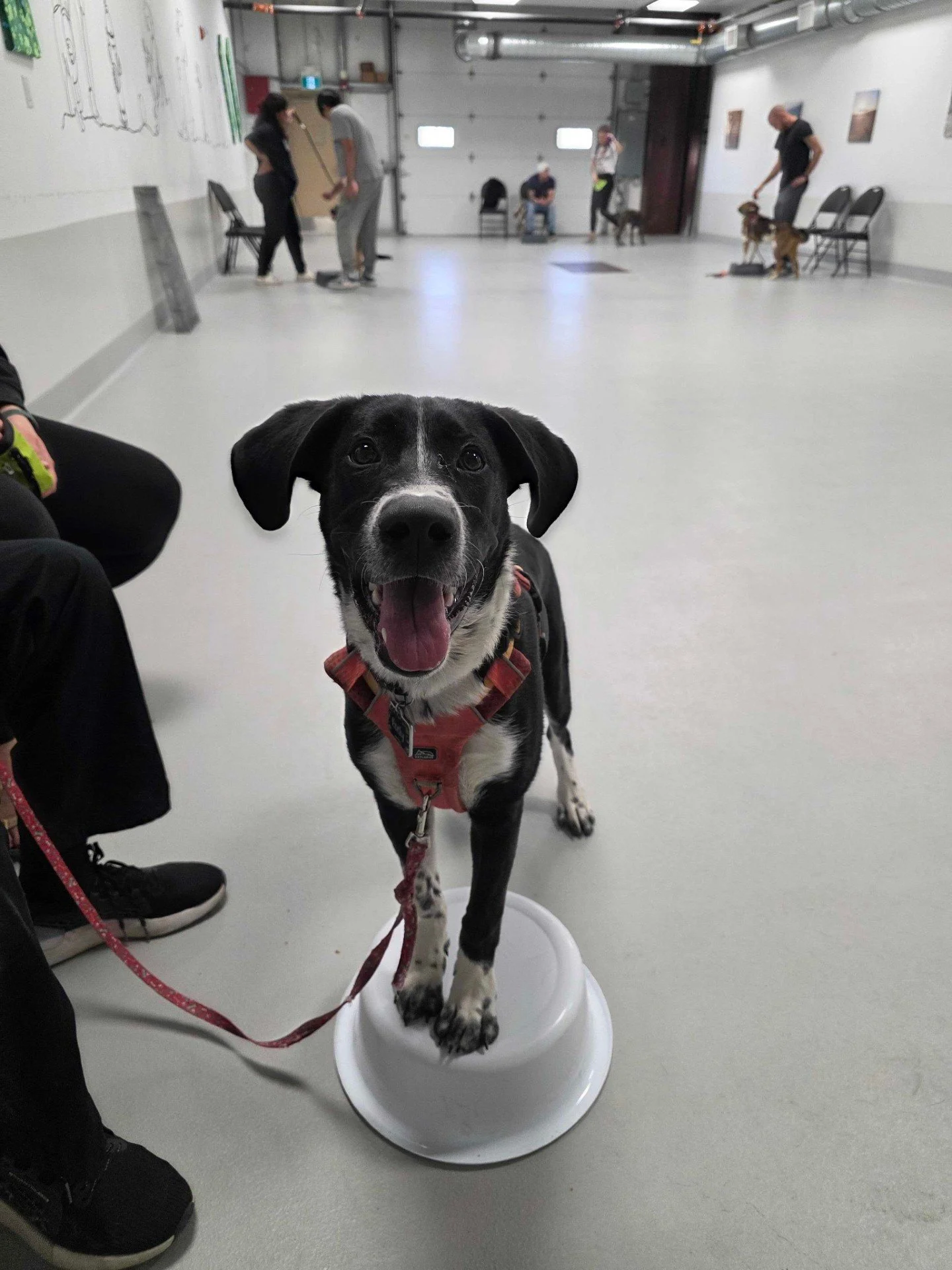 Training that feels more like a community than a class. Plenty of learning, lots of real-life moments, and a space where it&rsquo;s okay to laugh while you figure things out.

Our current group classes:
&bull; Puppy Class (8&ndash;16 weeks)
&bull; Jr
