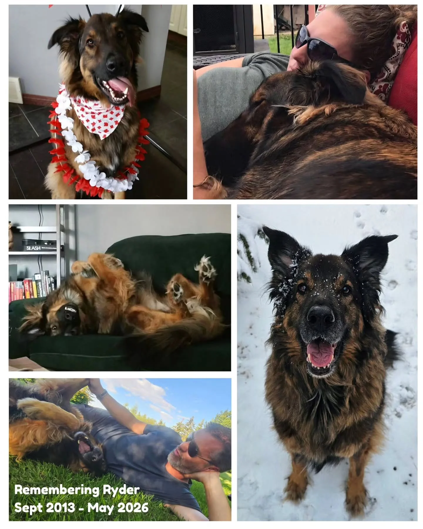 🌈 Remembering Ryder 
Sept 2013 &ndash; May 2026

We met Ryder by chance. Ray and I had gone to meet a different foster dog, but Ryder had other plans. He wandered over to me, sat down on my foot, and looked up at me with those big brown eyes. In tha