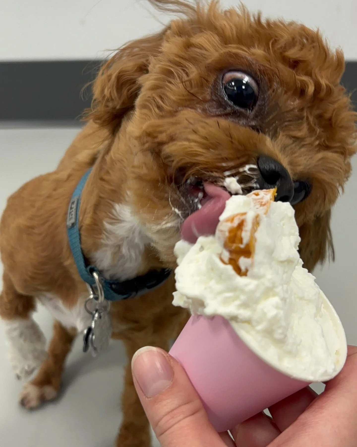 🐾 Recess at Daycare is our favorite kind of chaos.
Happy pups, happy people, happy hearts.

#APPFamily #DogDaycare #DogTraining
https://www.airdriepuppypals.com