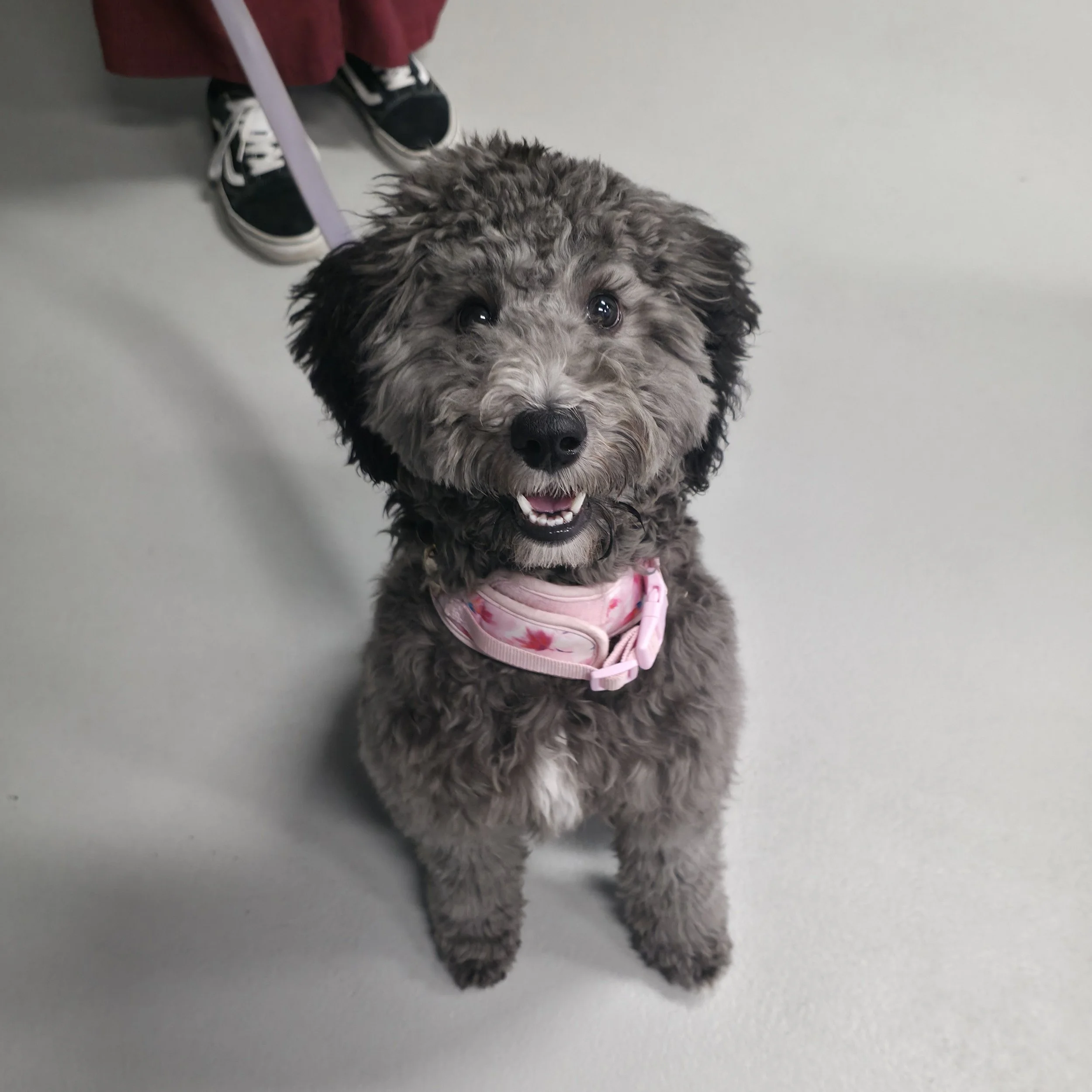 Group Classes or Private Training: How to Know Which One Your Dog Needs