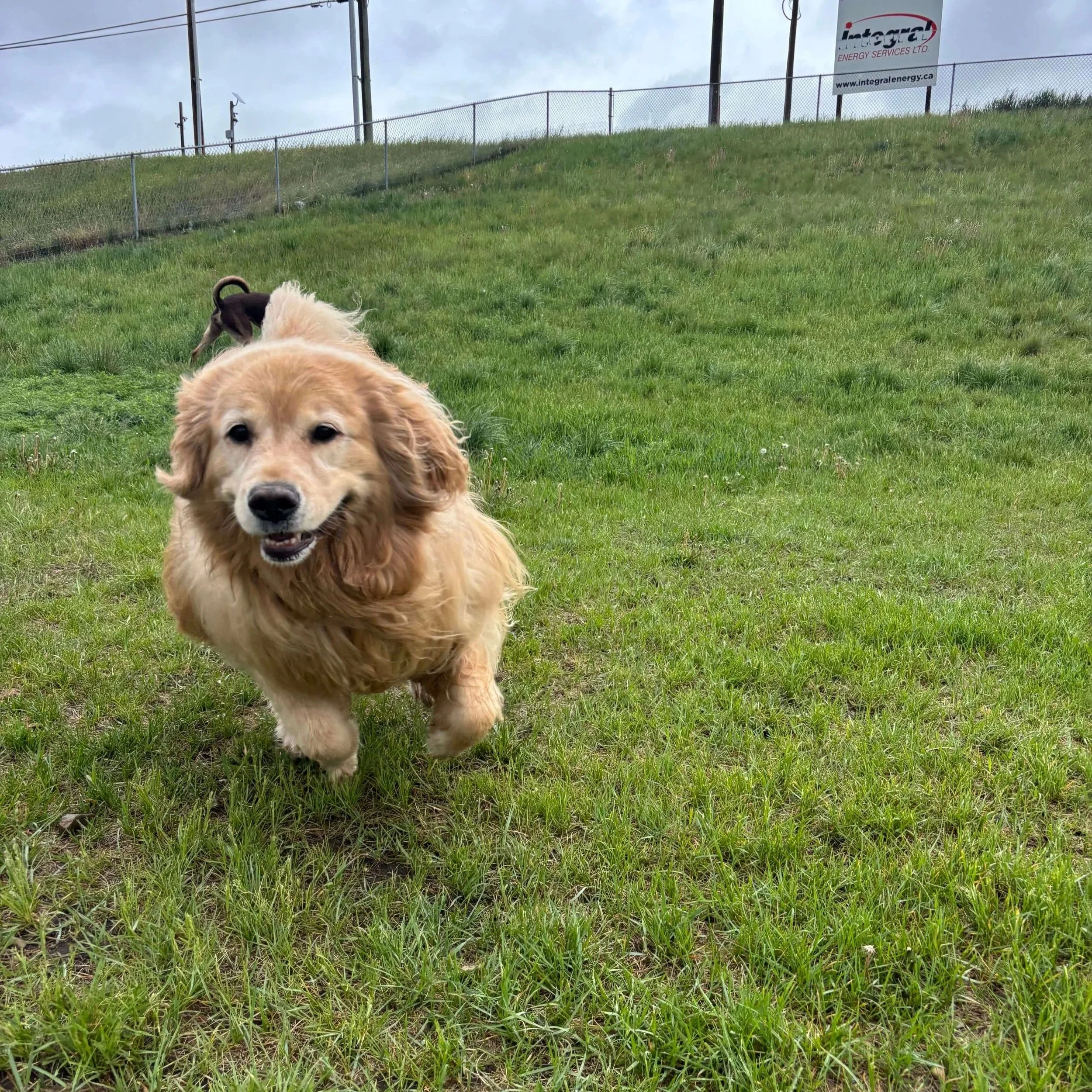 Dog Daycare (2).jpg