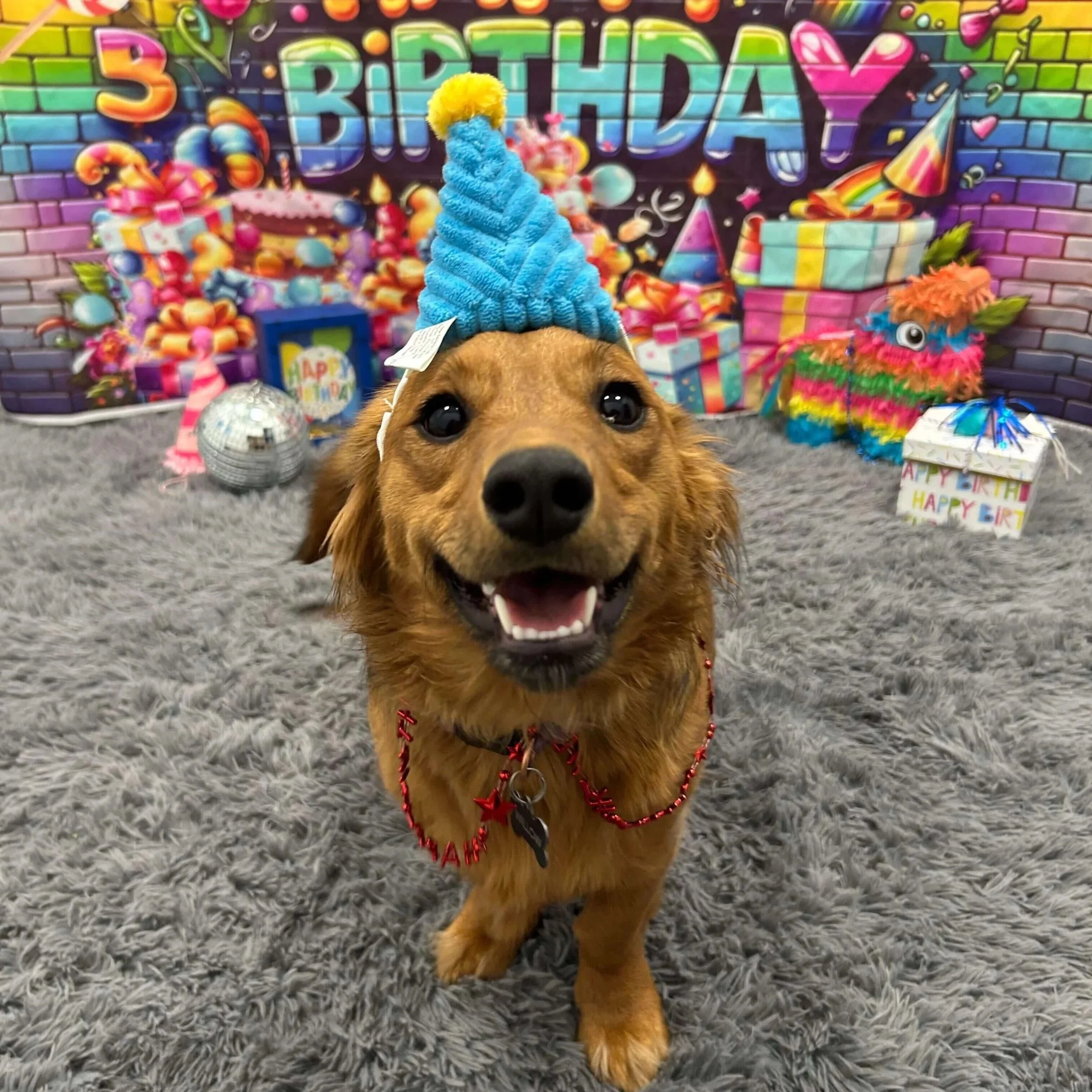 Dog Daycare (3).jpg