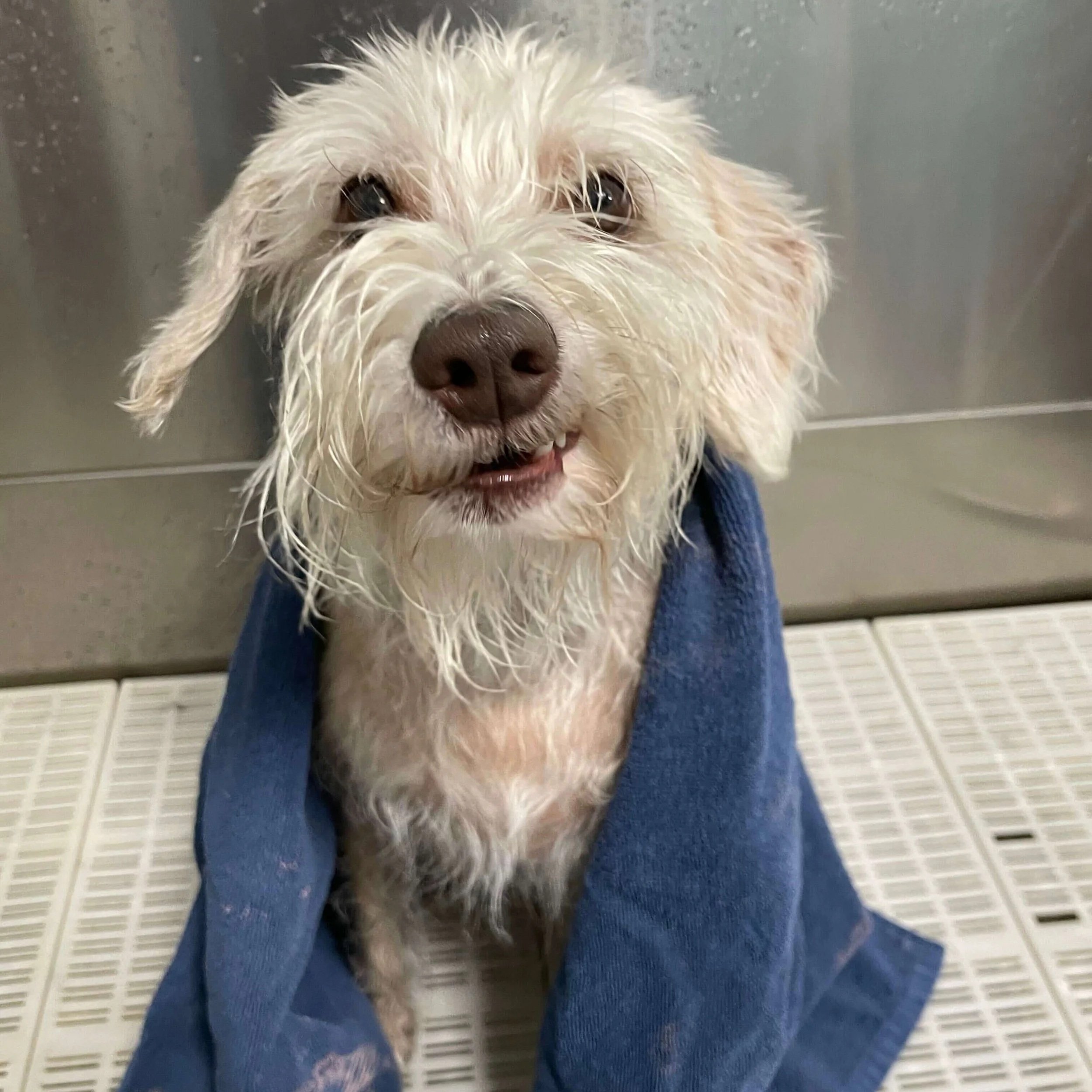 Dog Daycare (4).jpg