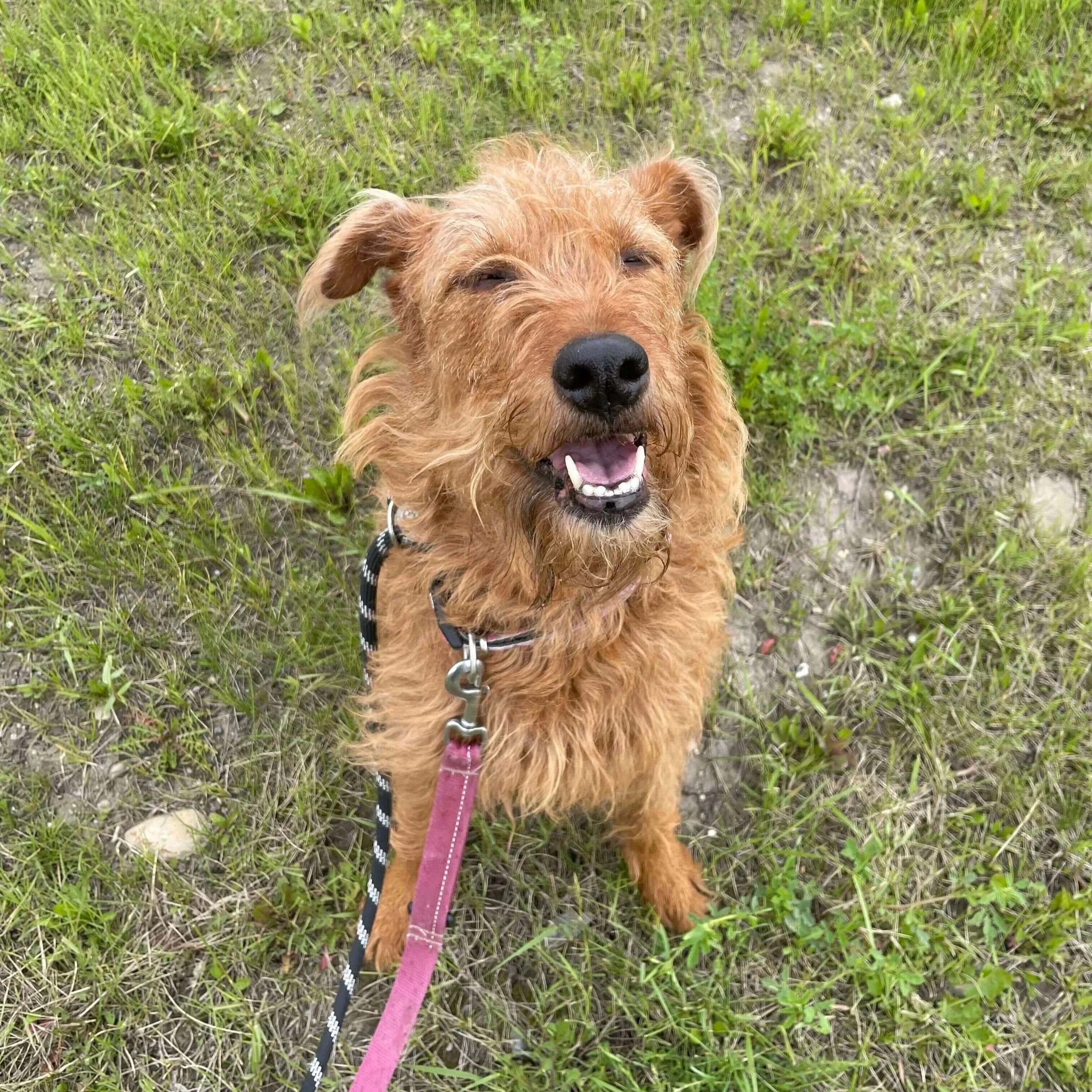 Dog Daycare (5).jpg