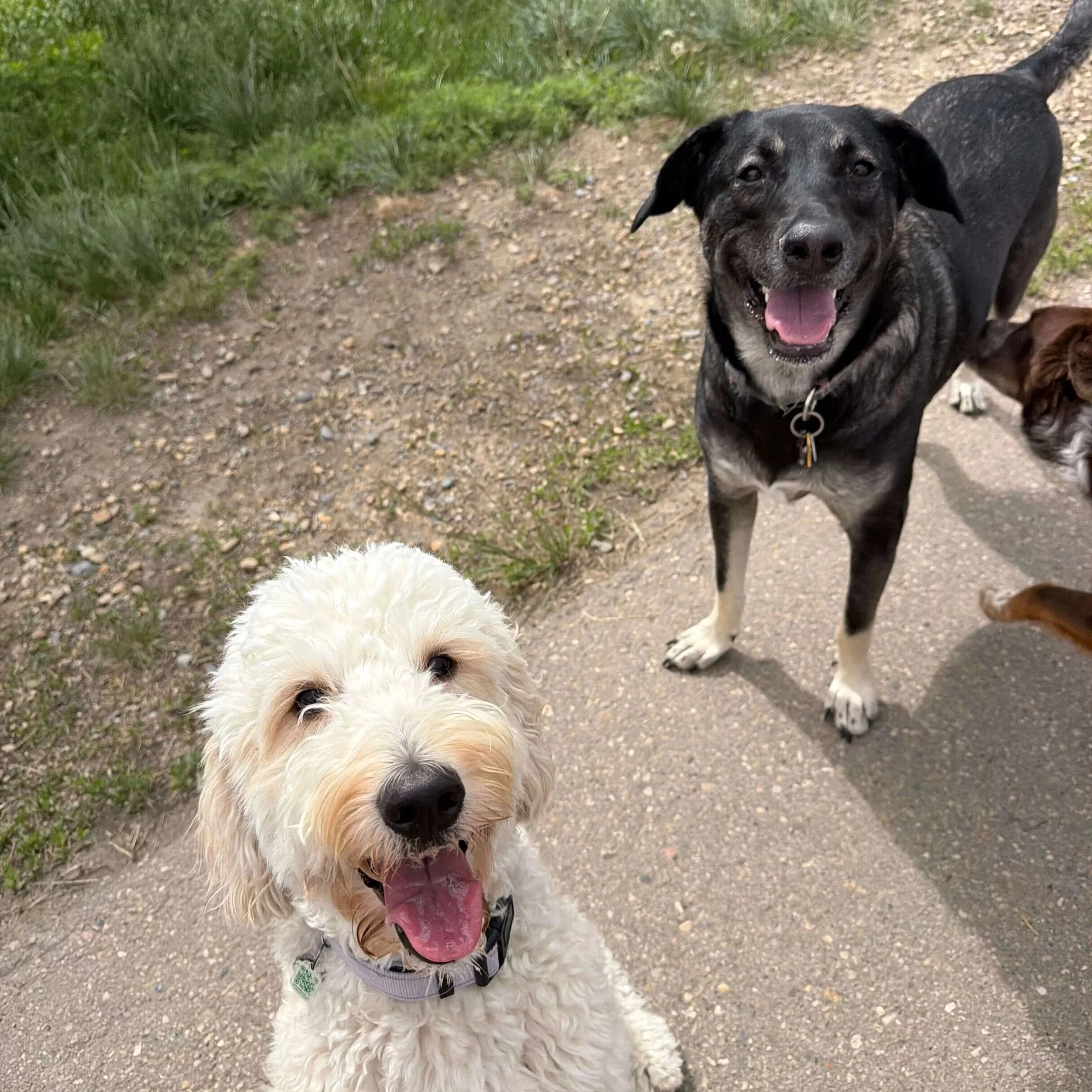 Dog Daycare (6).jpg
