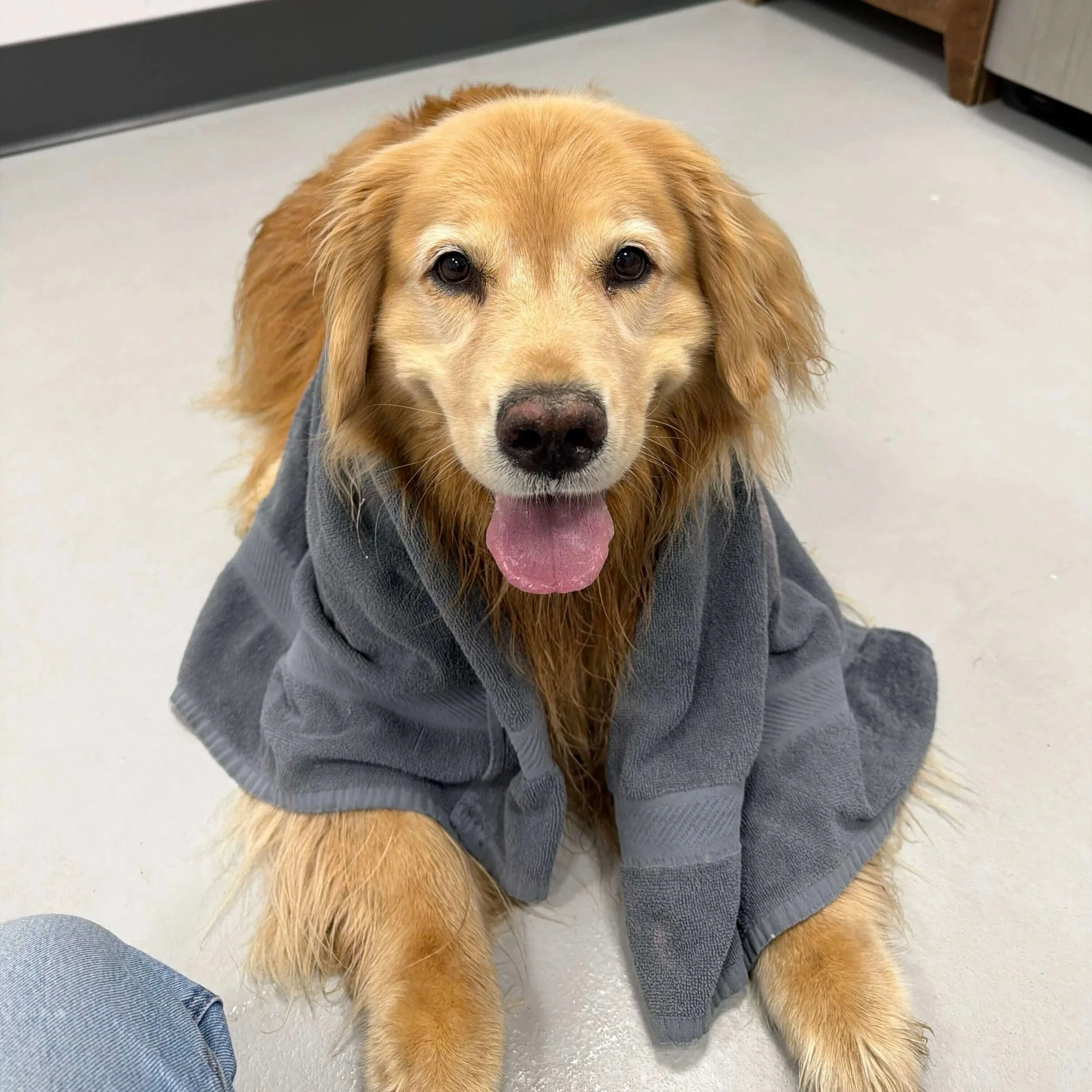 Dog Daycare (7).jpg
