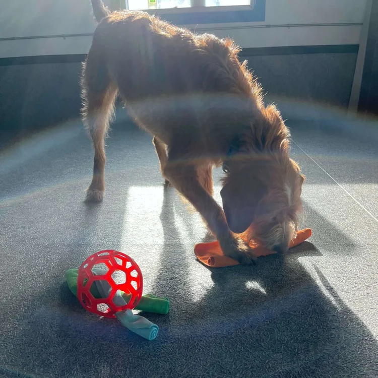 Dogs at Airdrie Puppy Pals daycare