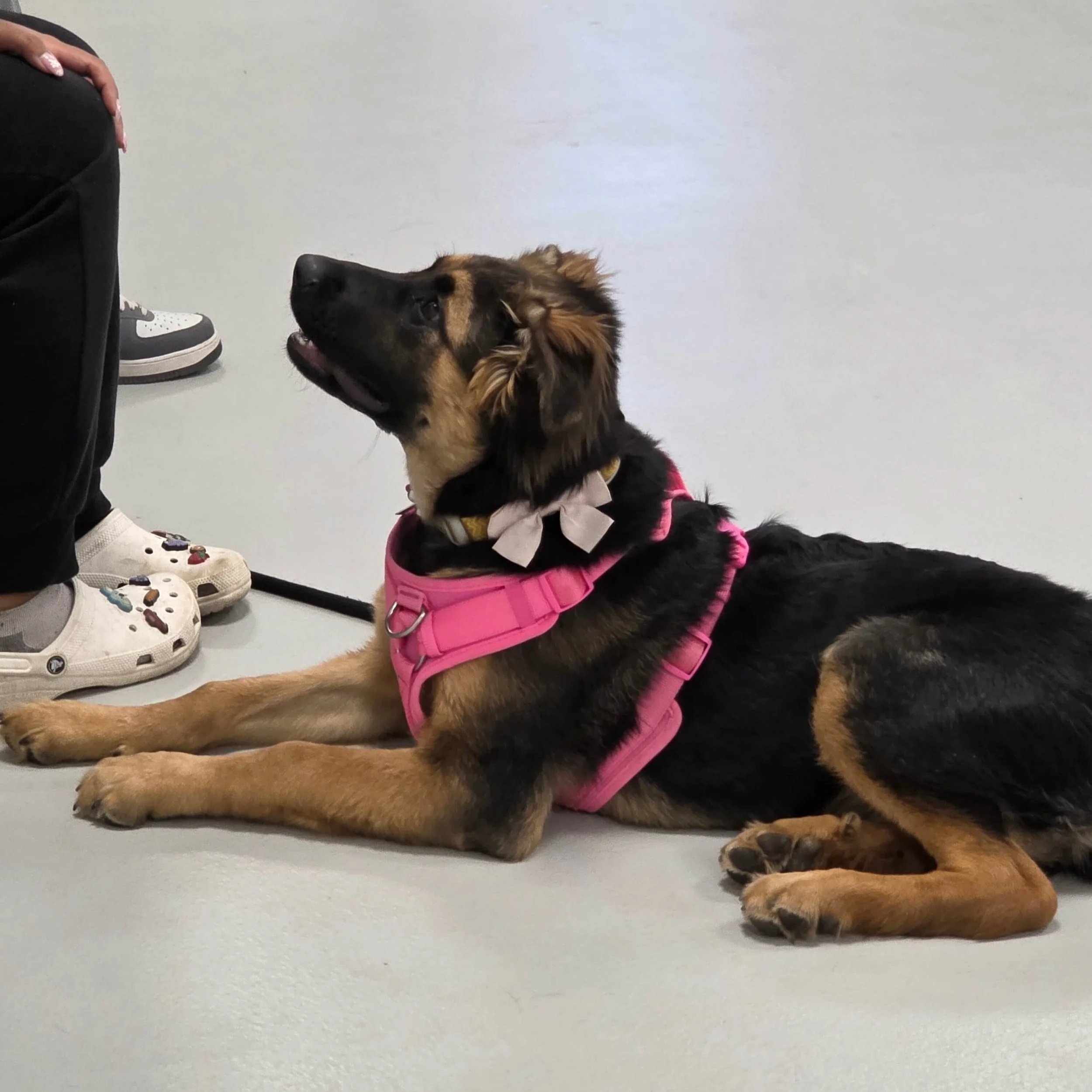 Jr Puppy Class Airdrie 2 (1).jpg