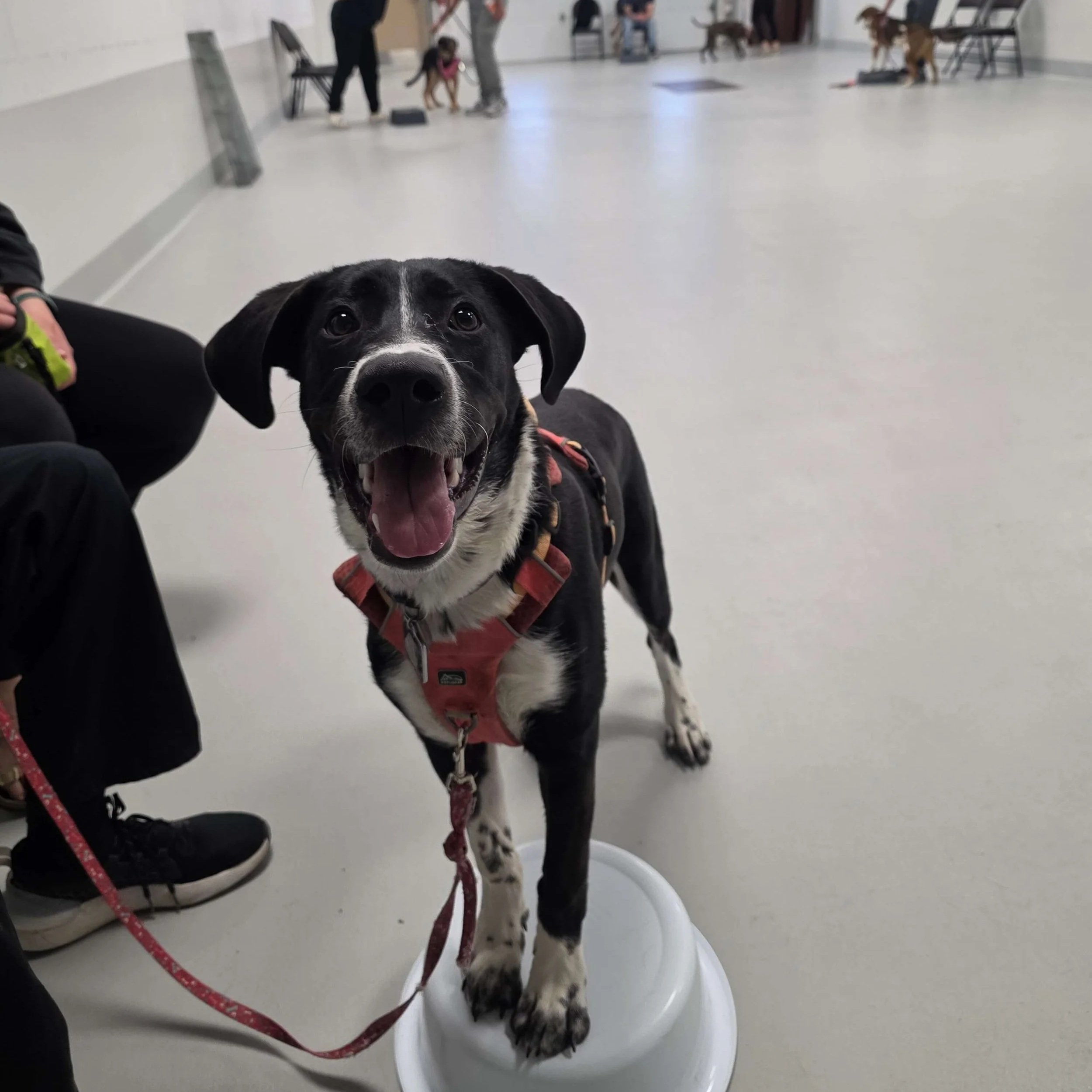 Jr+Puppy+Class+Airdrie+3+%281%29.jpg