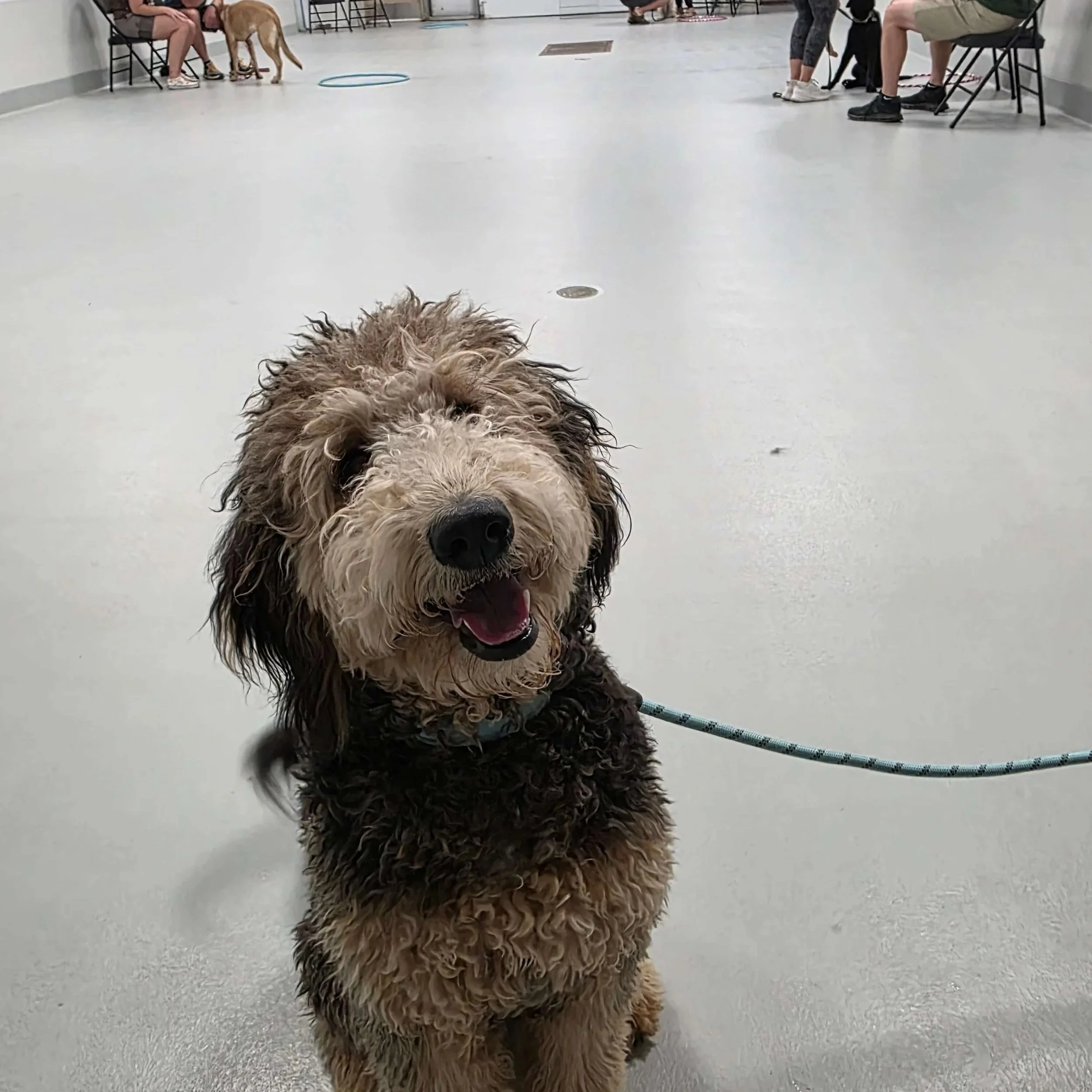 Jr+Puppy+Class+Airdrie+5+%281%29.jpg