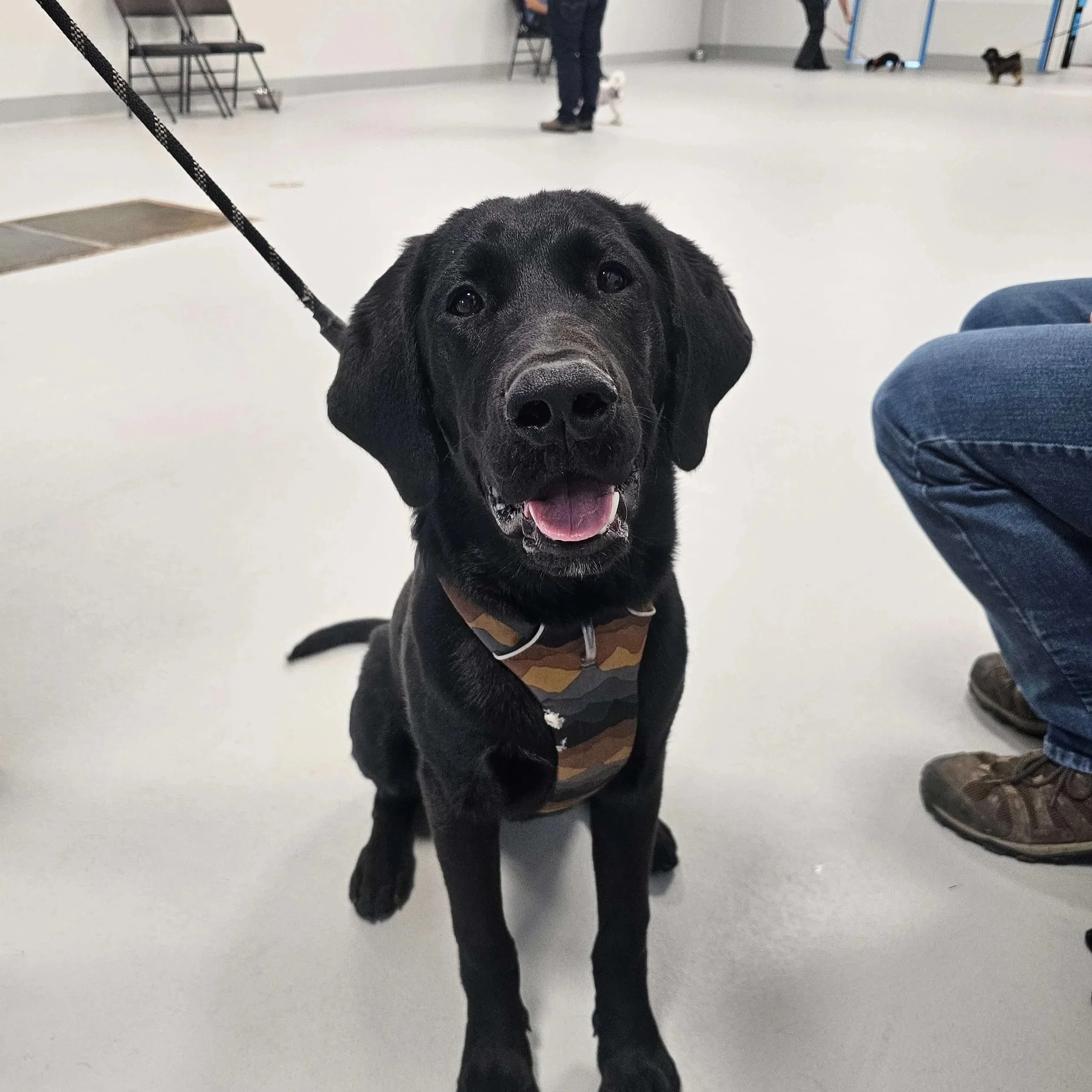 Jr Puppy Class Airdrie 7 (1).jpg