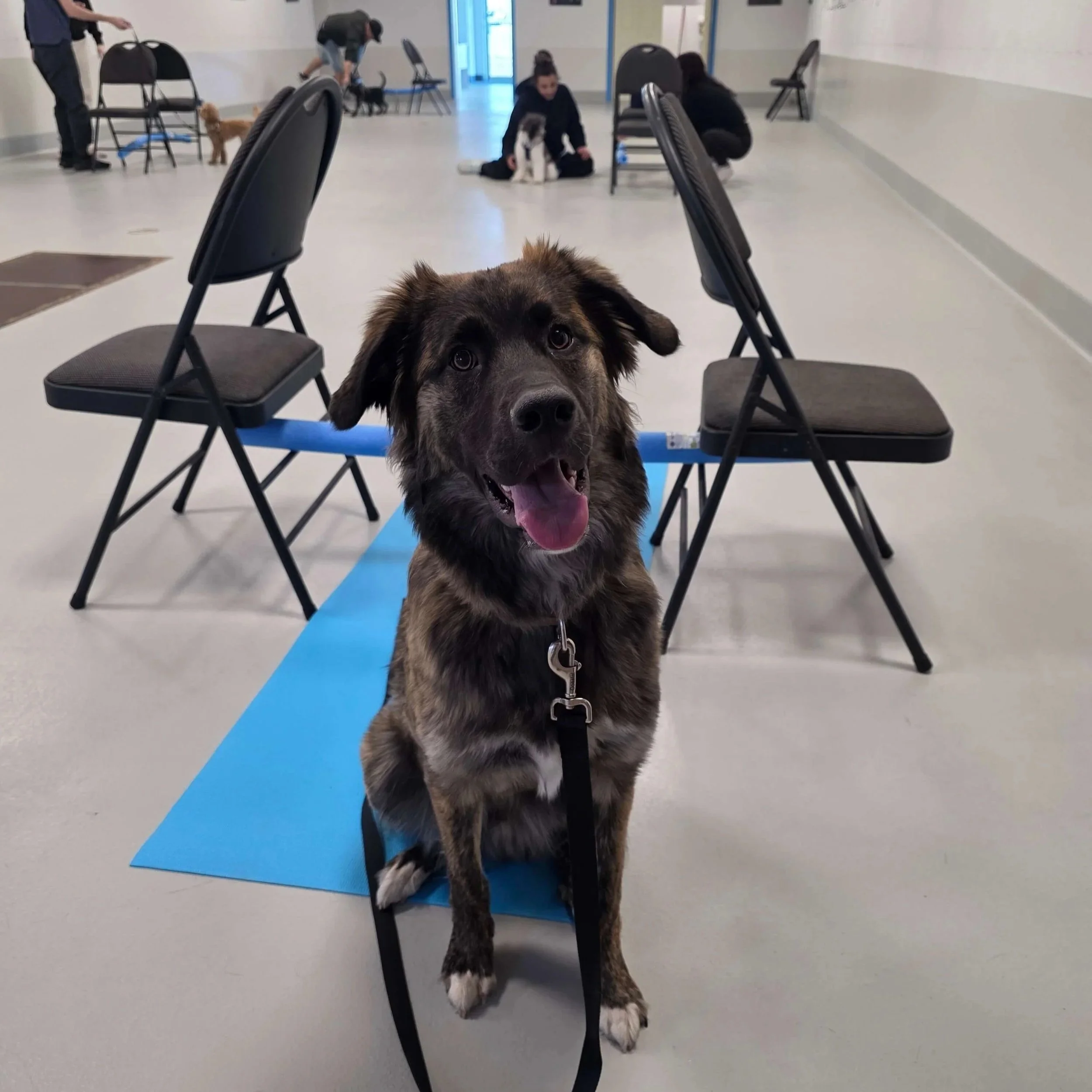 Jr Puppy Class Airdrie 11 (1).jpg