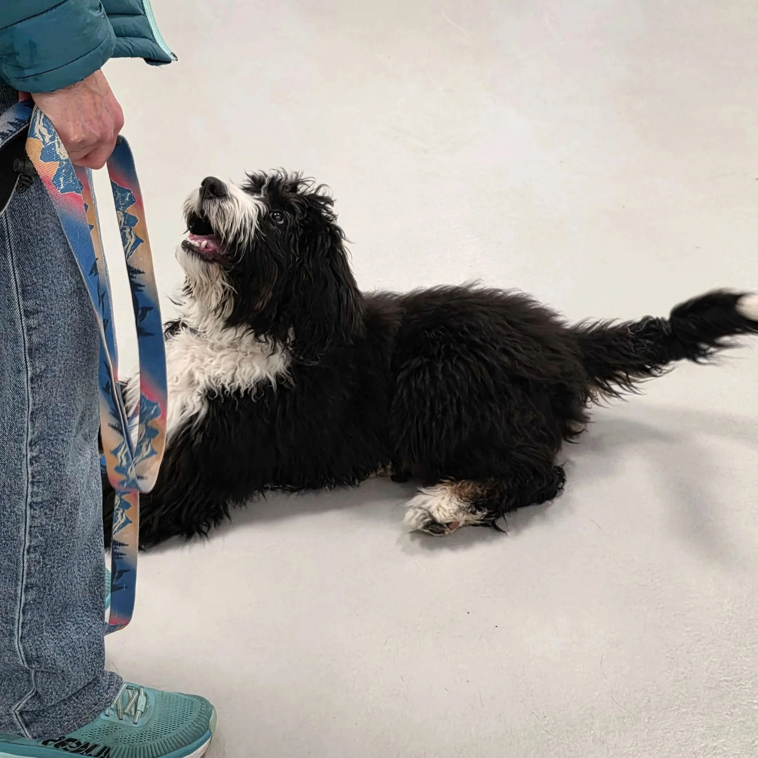 Jr Puppy Class Airdrie 12 (1).jpg