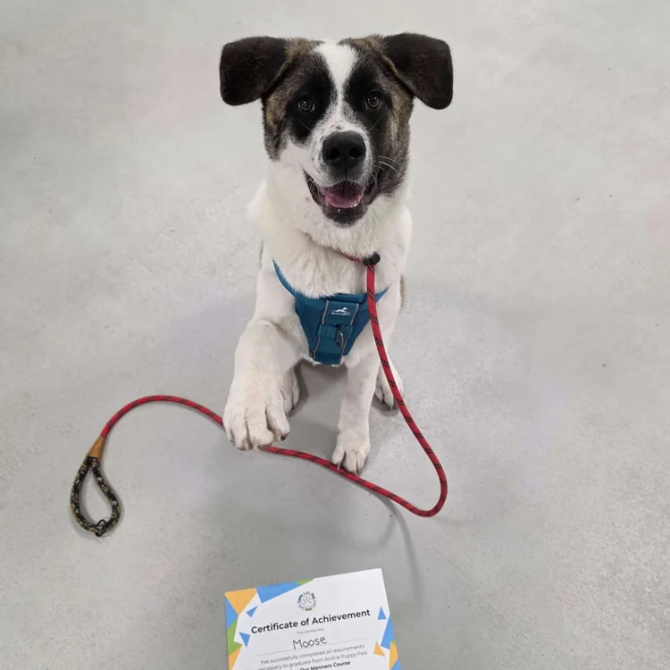 Minding Our Manners class at Airdrie Puppy Pals
