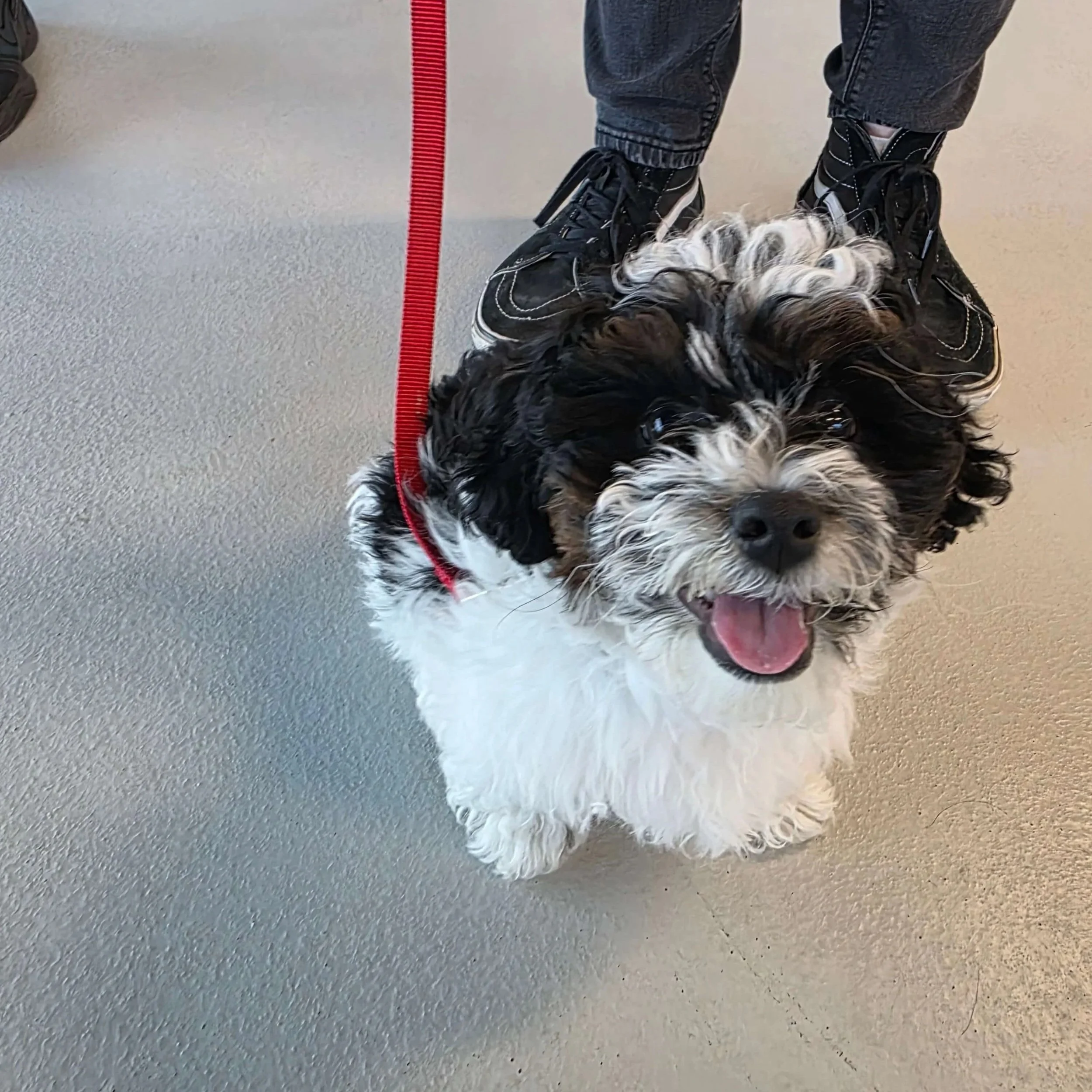 puppy class 2.jpg