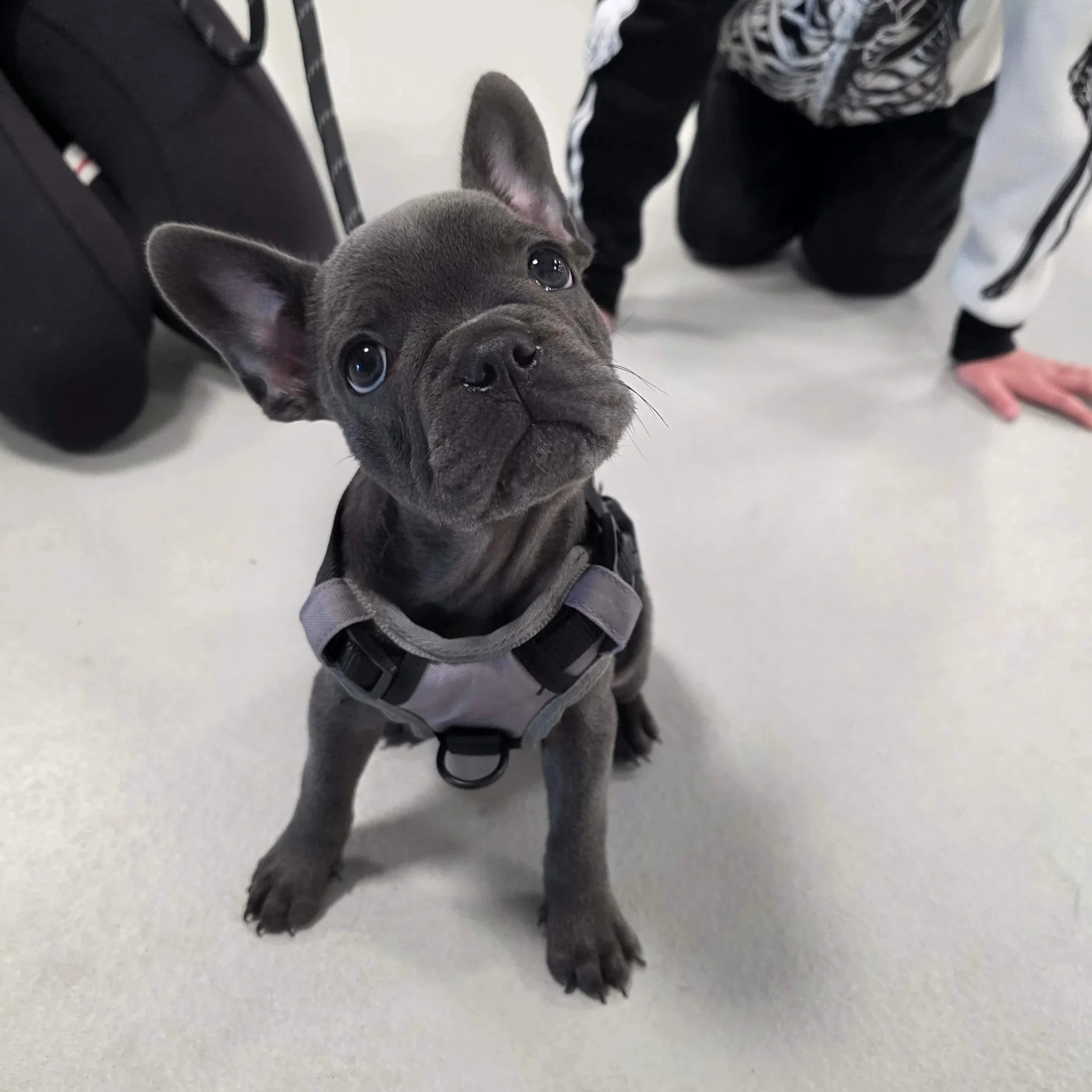 puppy class 3.jpg