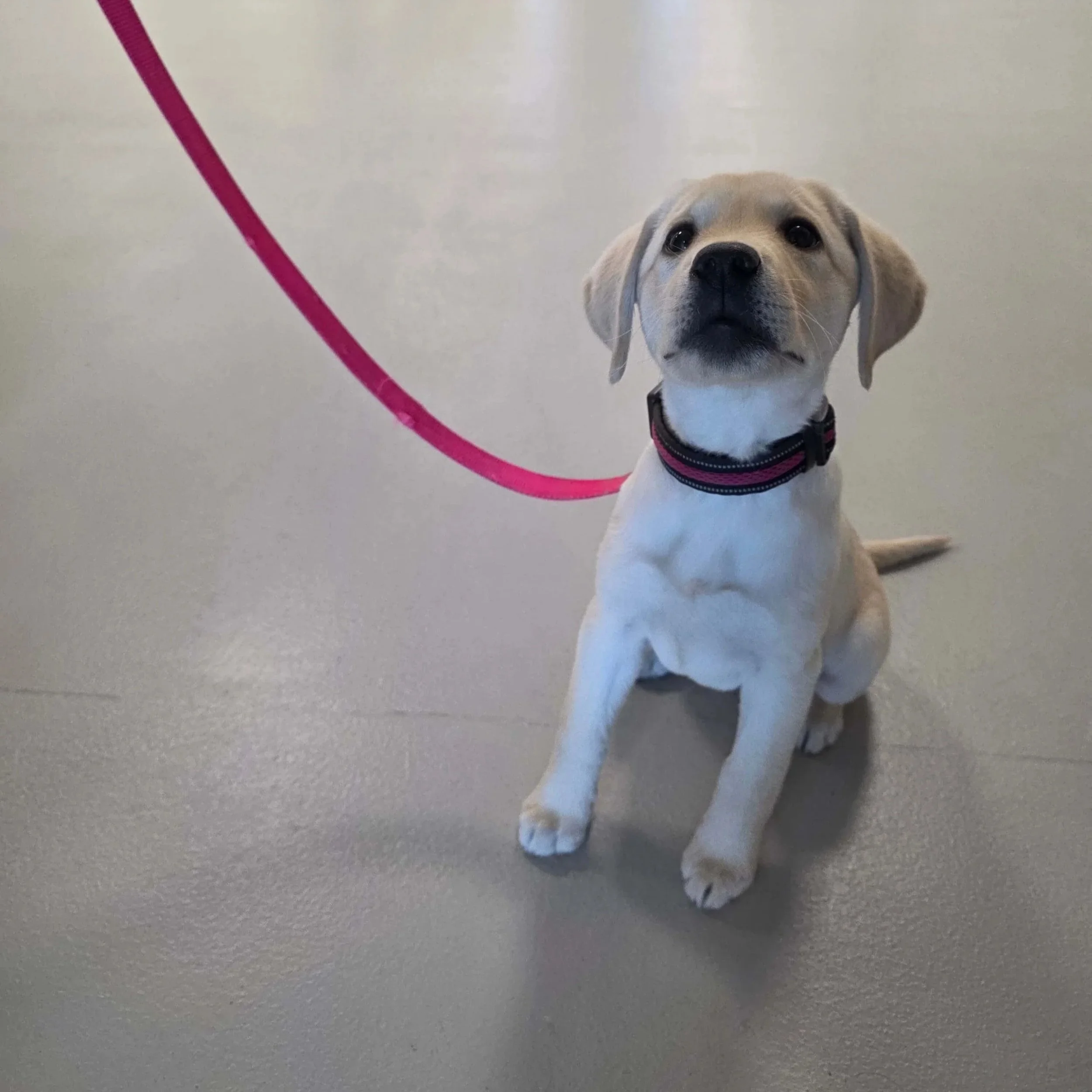 puppy class 5.jpg