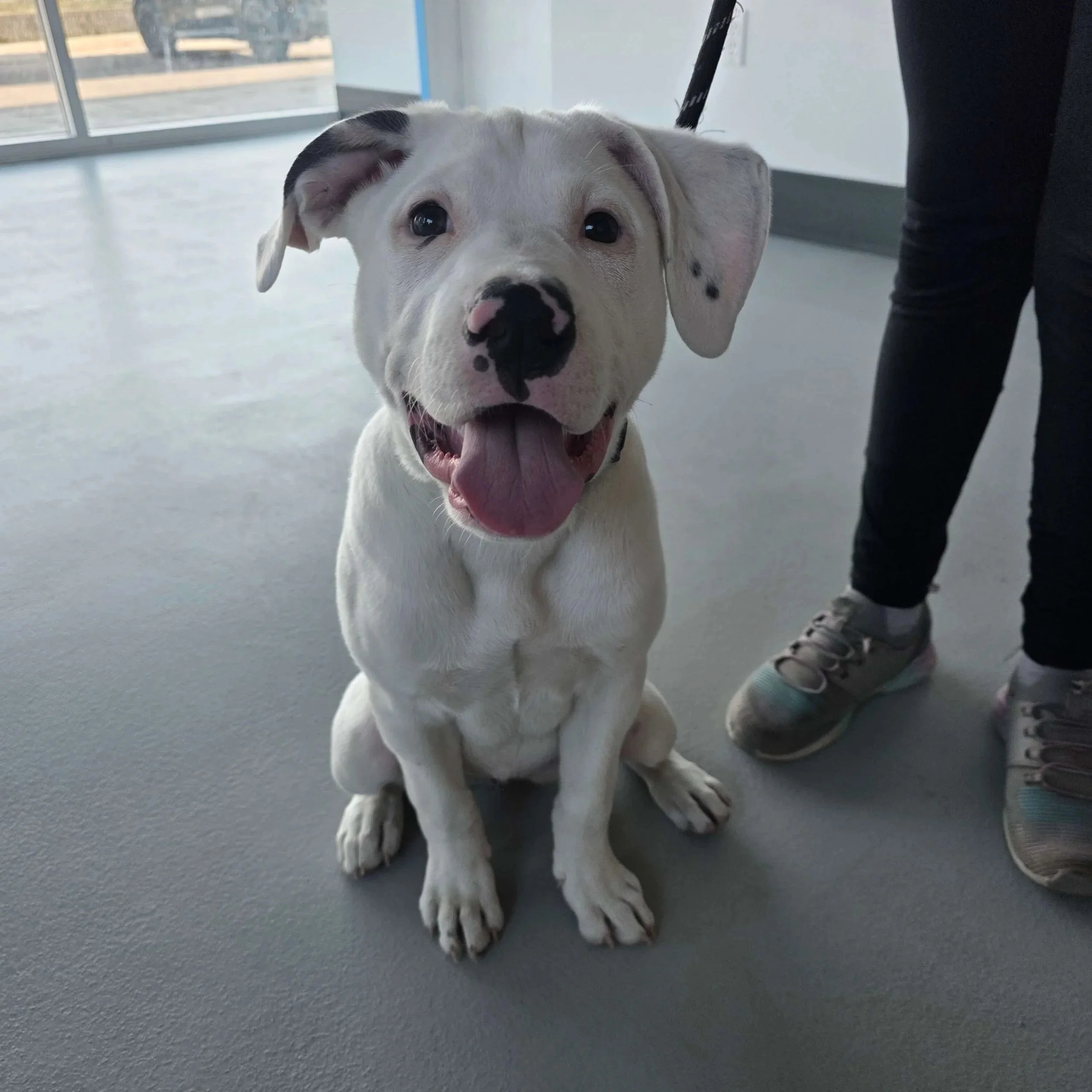puppy class 6.jpg
