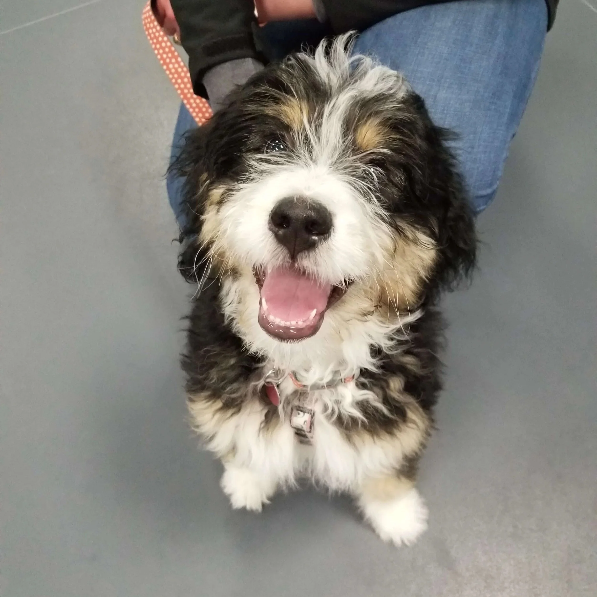 puppy class.jpg