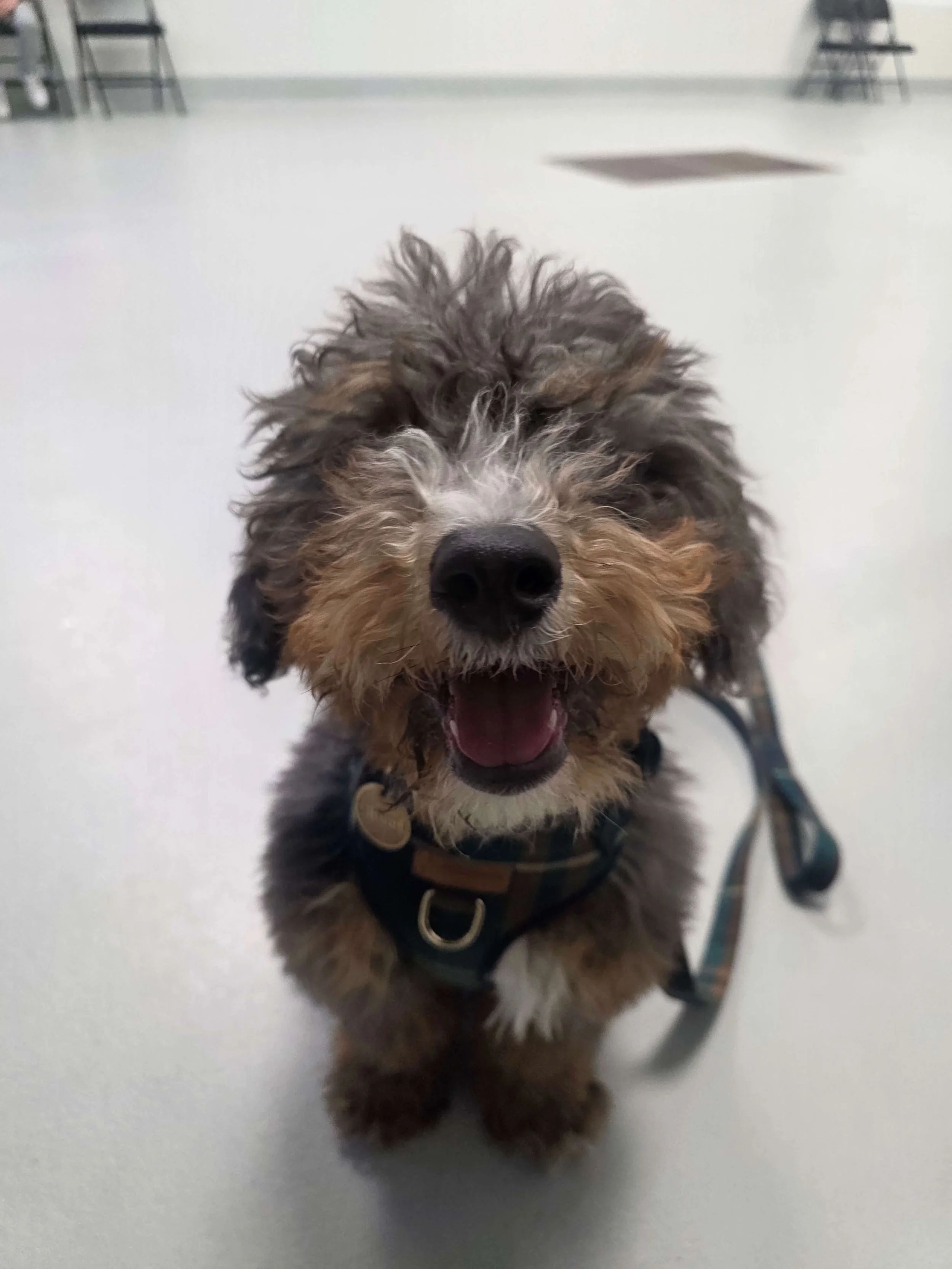 puppy class  5.jpg