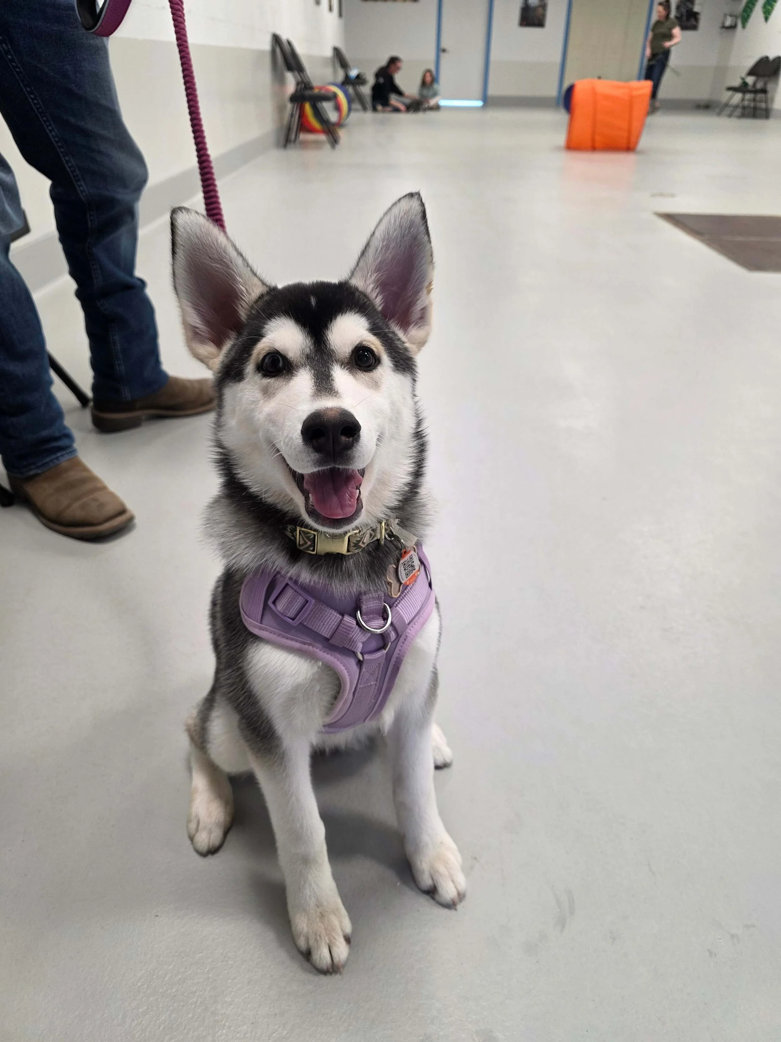 puppy class  4.jpg