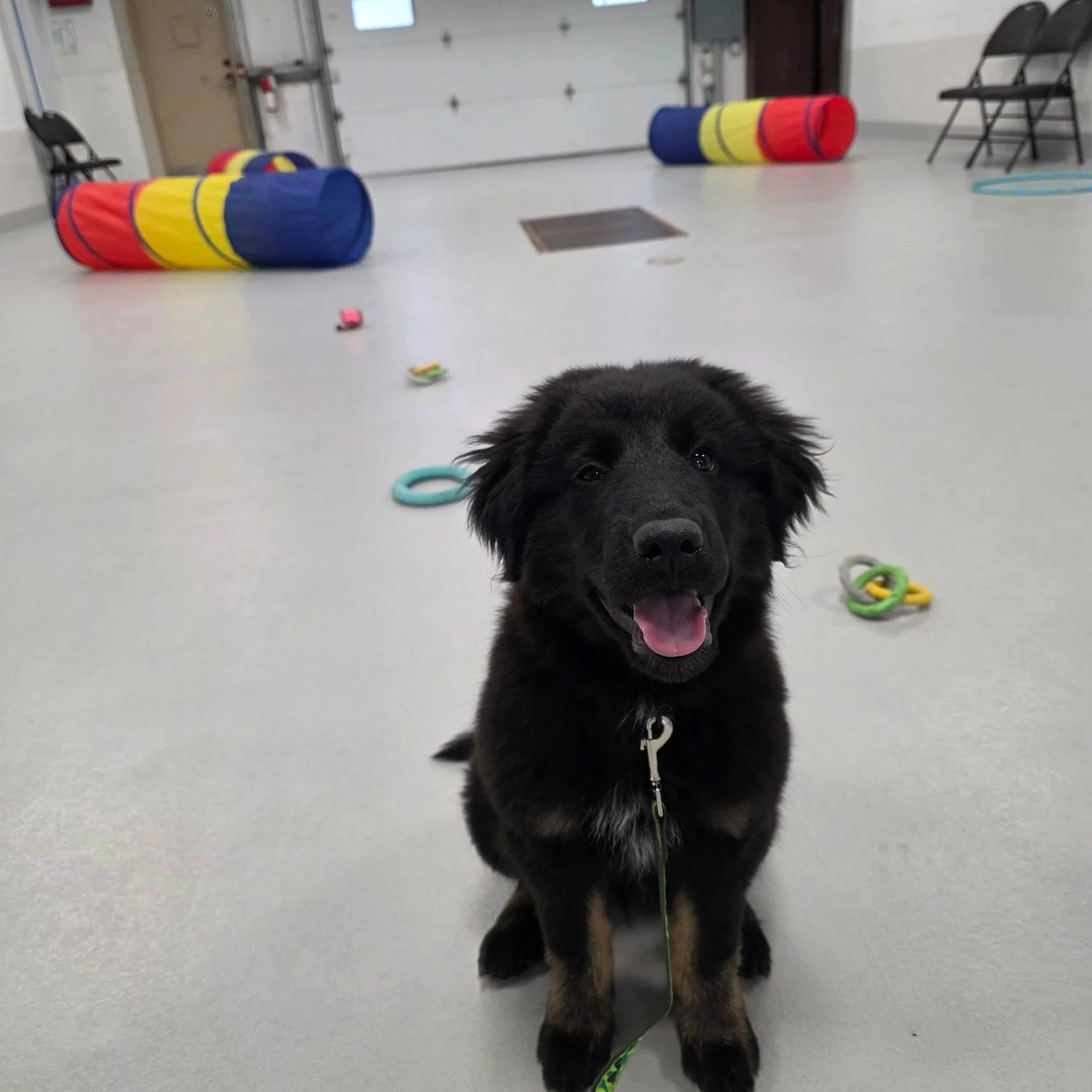 puppy class 7.jpg
