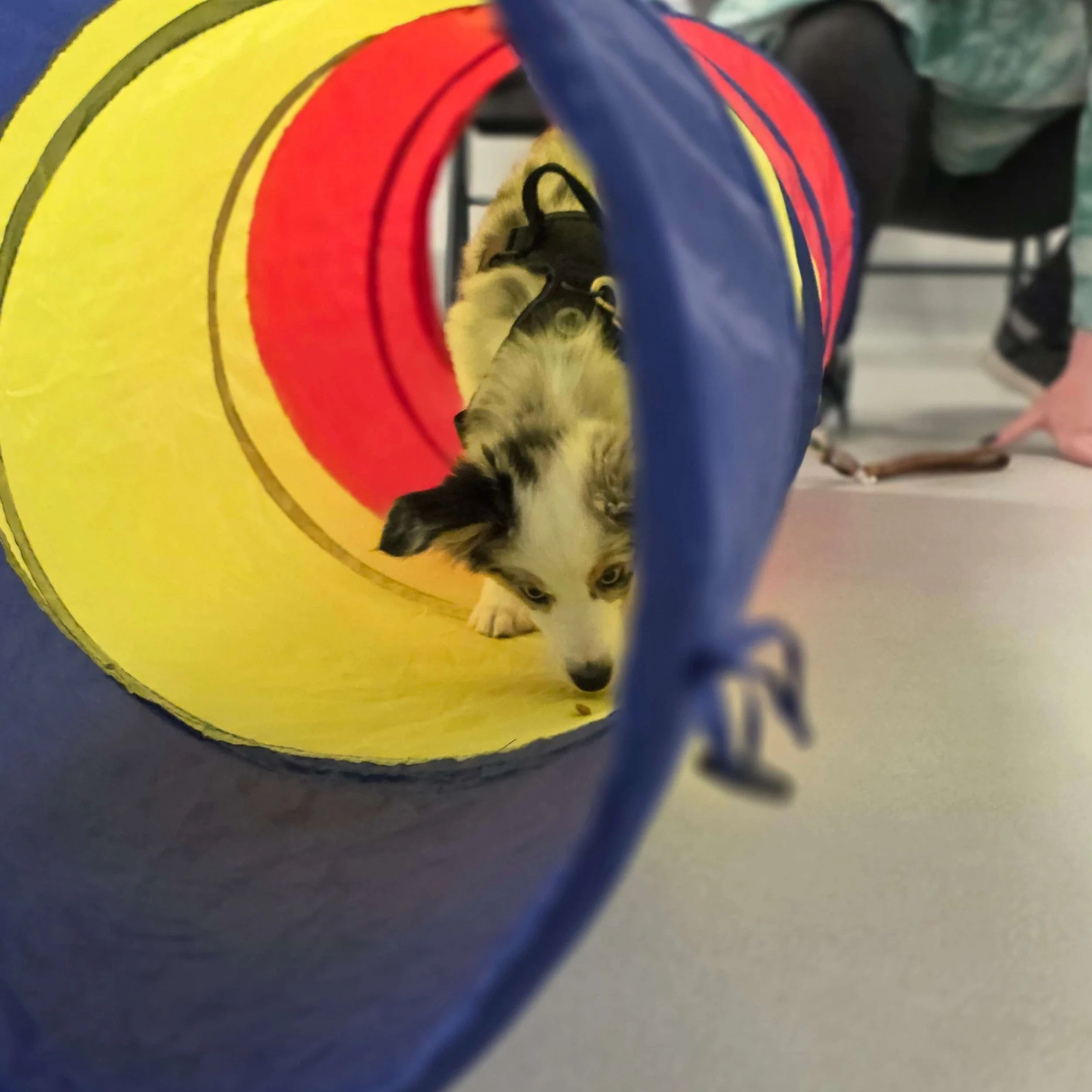 puppy class 9.jpg