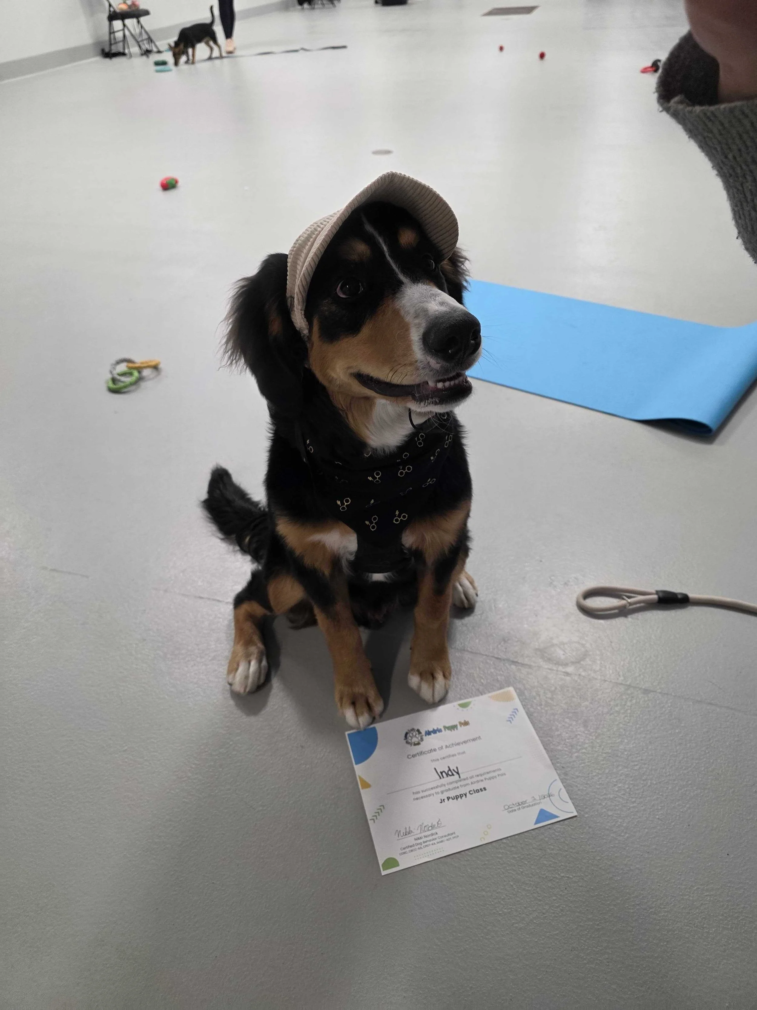 jr-puppy-graduate-tricolour-puppy-airdrie