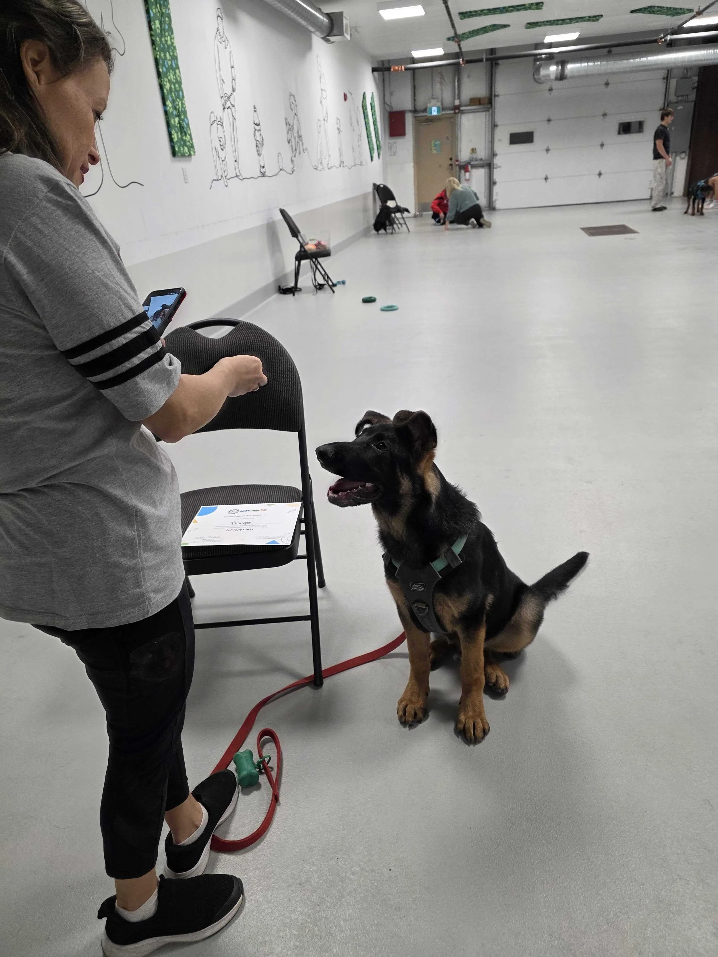 jr-puppy-graduate-black-and-tan-puppy-handler-airdrie